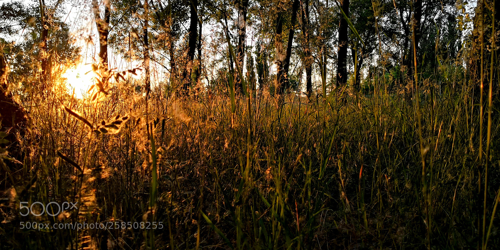 HUAWEI Mate 10 Pro sample photo. Golden grass photography