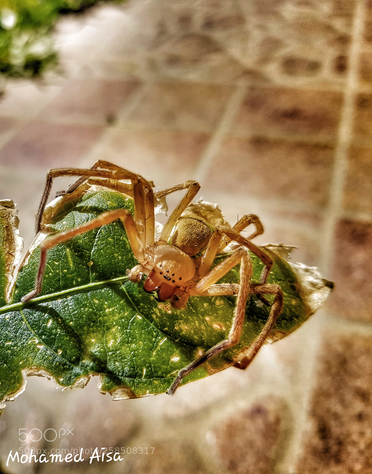 Samsung Galaxy S8+ sample photo. Spid photography