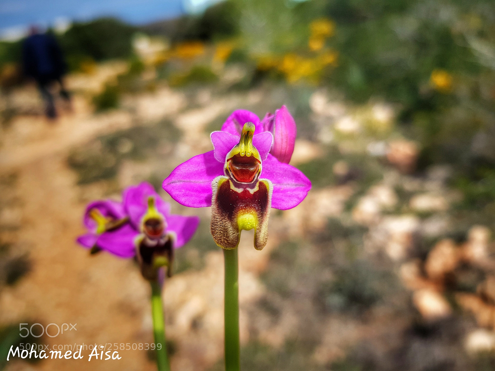 Samsung Galaxy S8+ sample photo. Alien photography