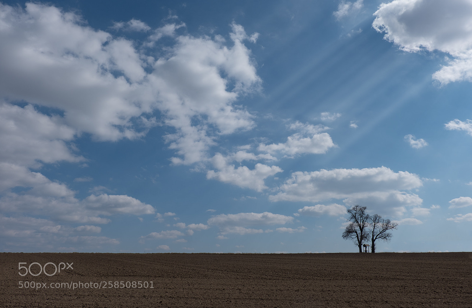 Fujifilm X-T2 sample photo. Tree photography