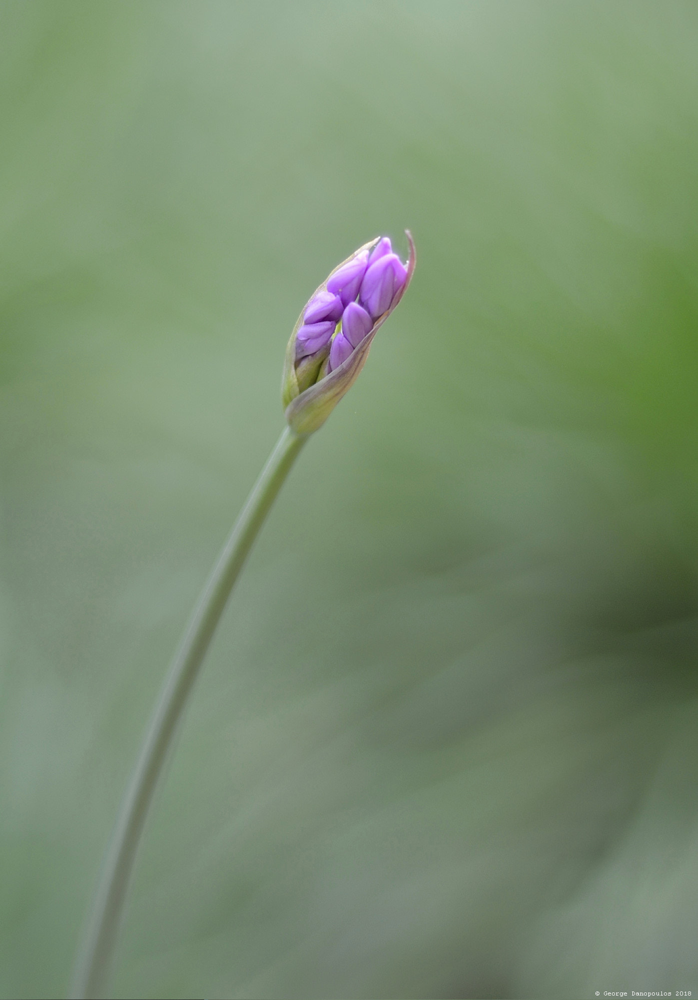 Nikon AF Nikkor 50mm F1.8D sample photo. Flower_bud_2018_01 photography