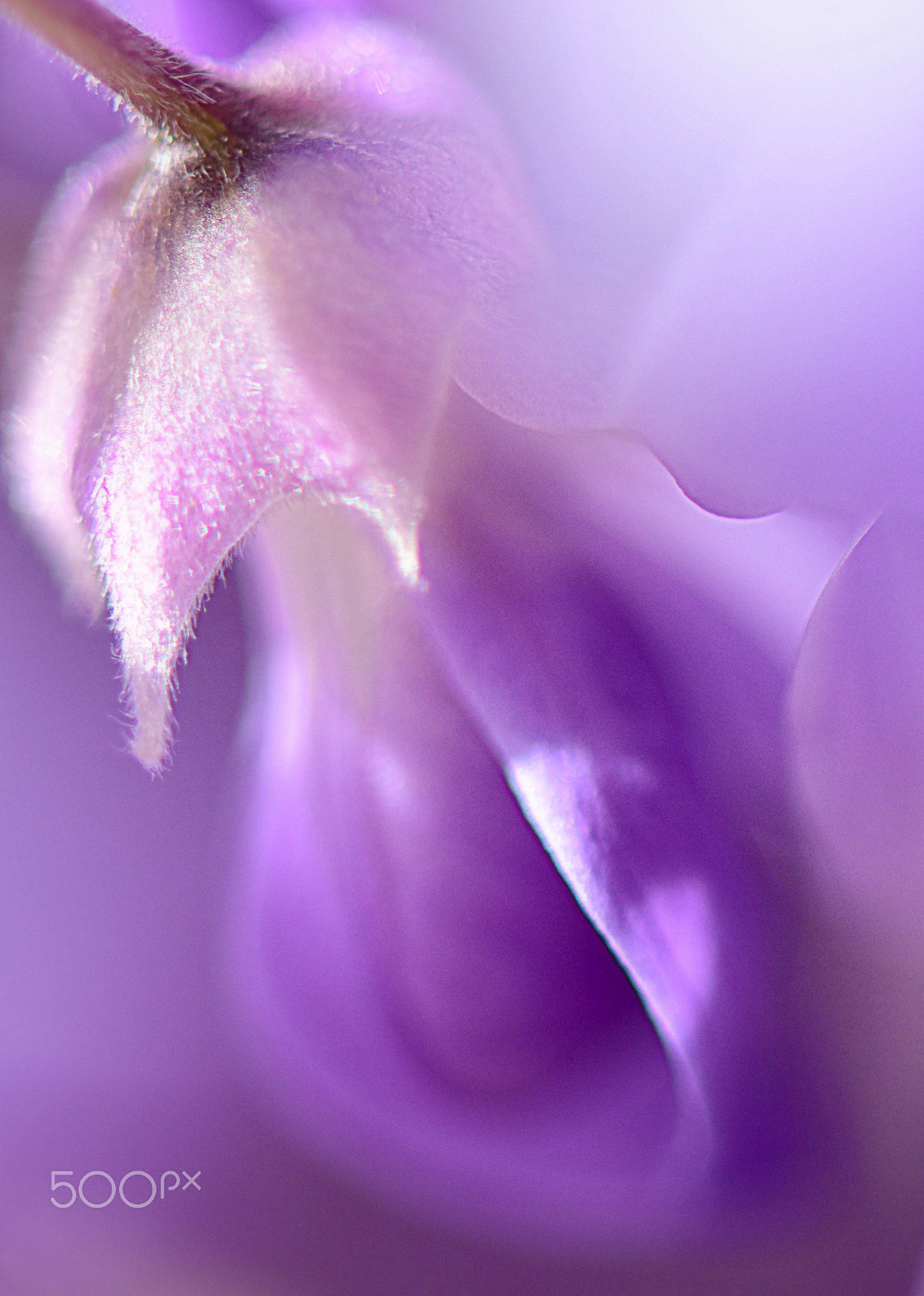 Nikon AF-S Micro-Nikkor 105mm F2.8G IF-ED VR sample photo. Whispering wisteria photography