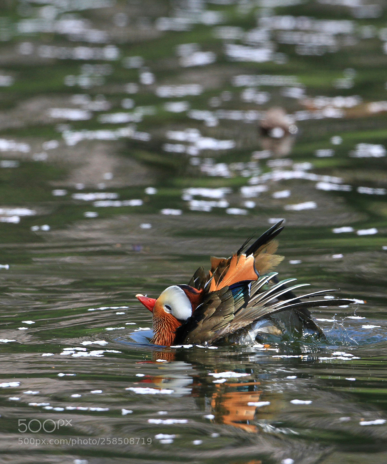 Canon EOS 7D sample photo. Mandarin duck.jpg photography