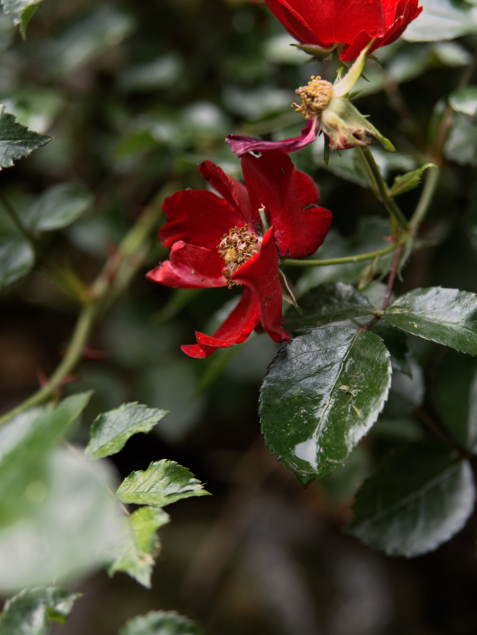 Panasonic Lumix DC-GX9 sample photo. Un printemps de pluie photography