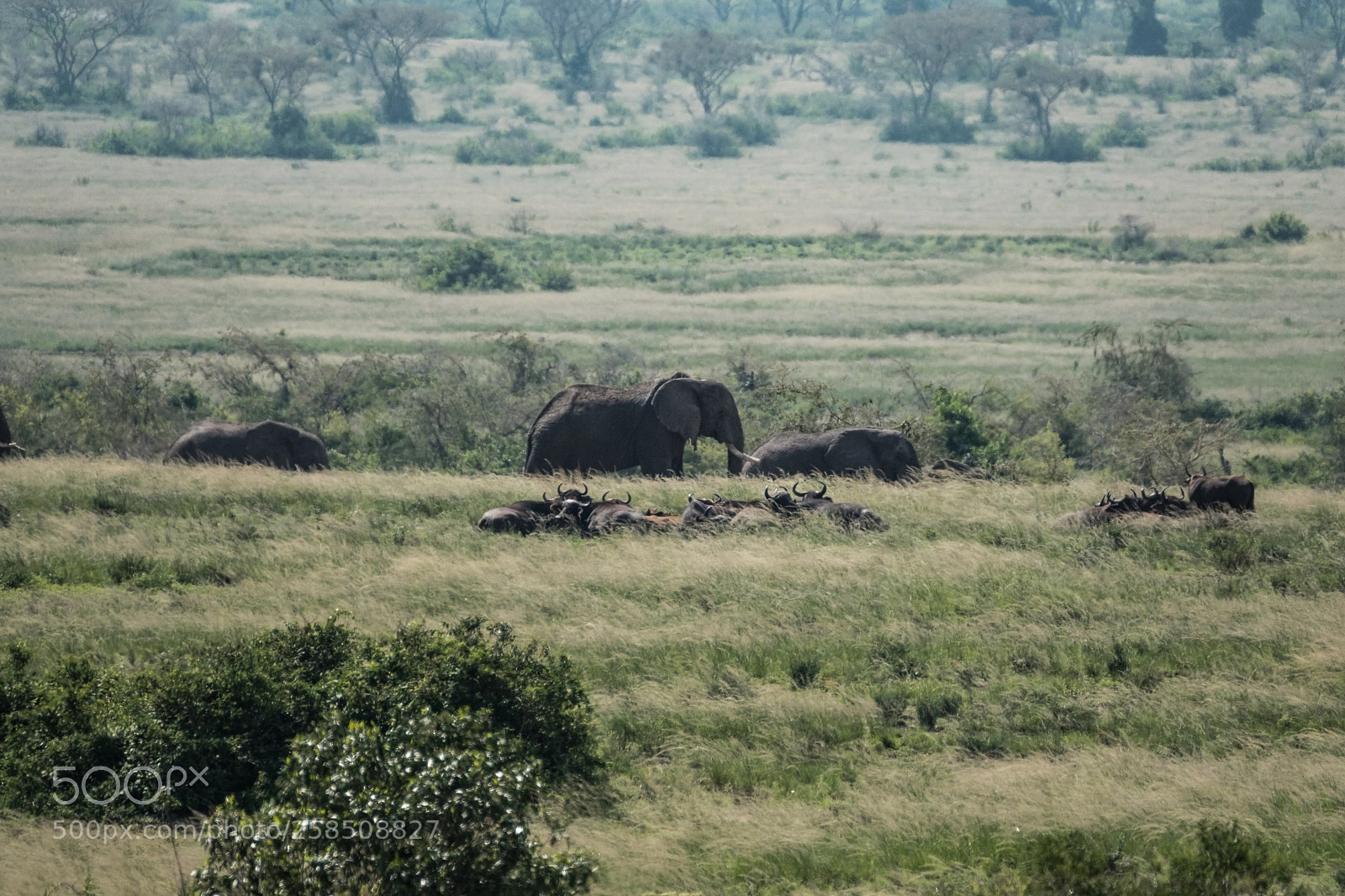 Fujifilm X-T2 sample photo. Elephants & buffalos photography