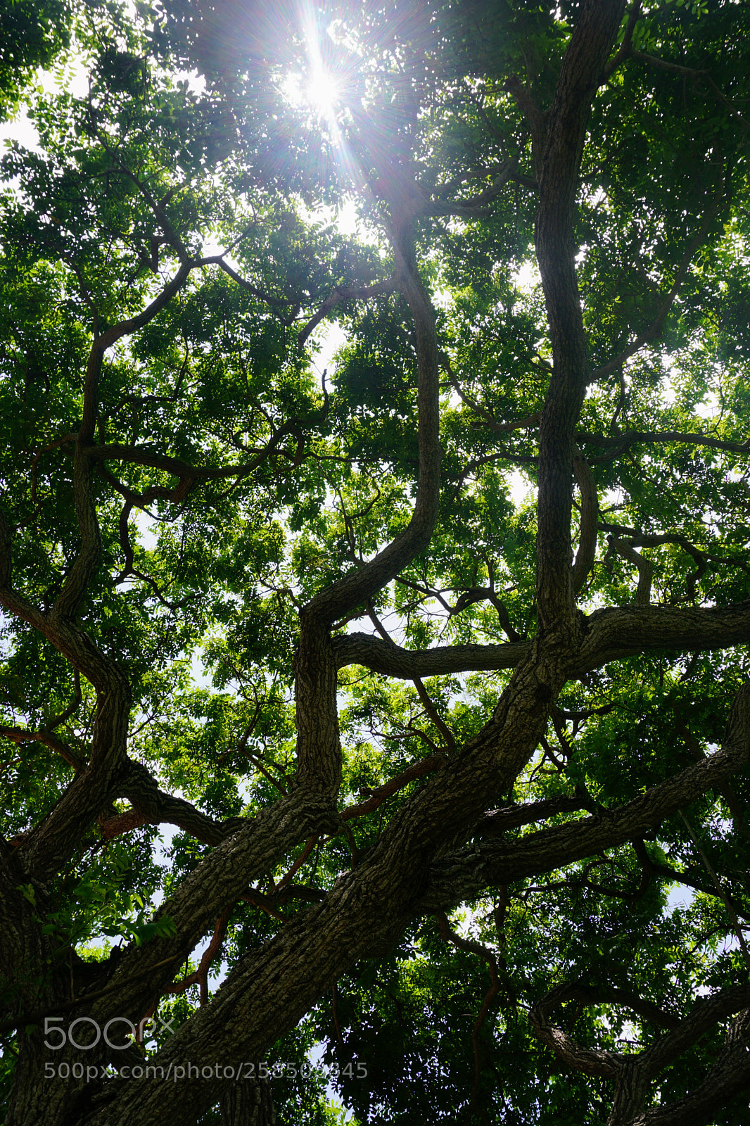 Sony a6000 sample photo. A tree crown view photography