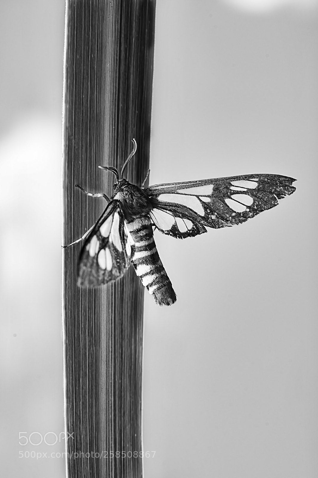 Nikon D7100 sample photo. A small moth on photography