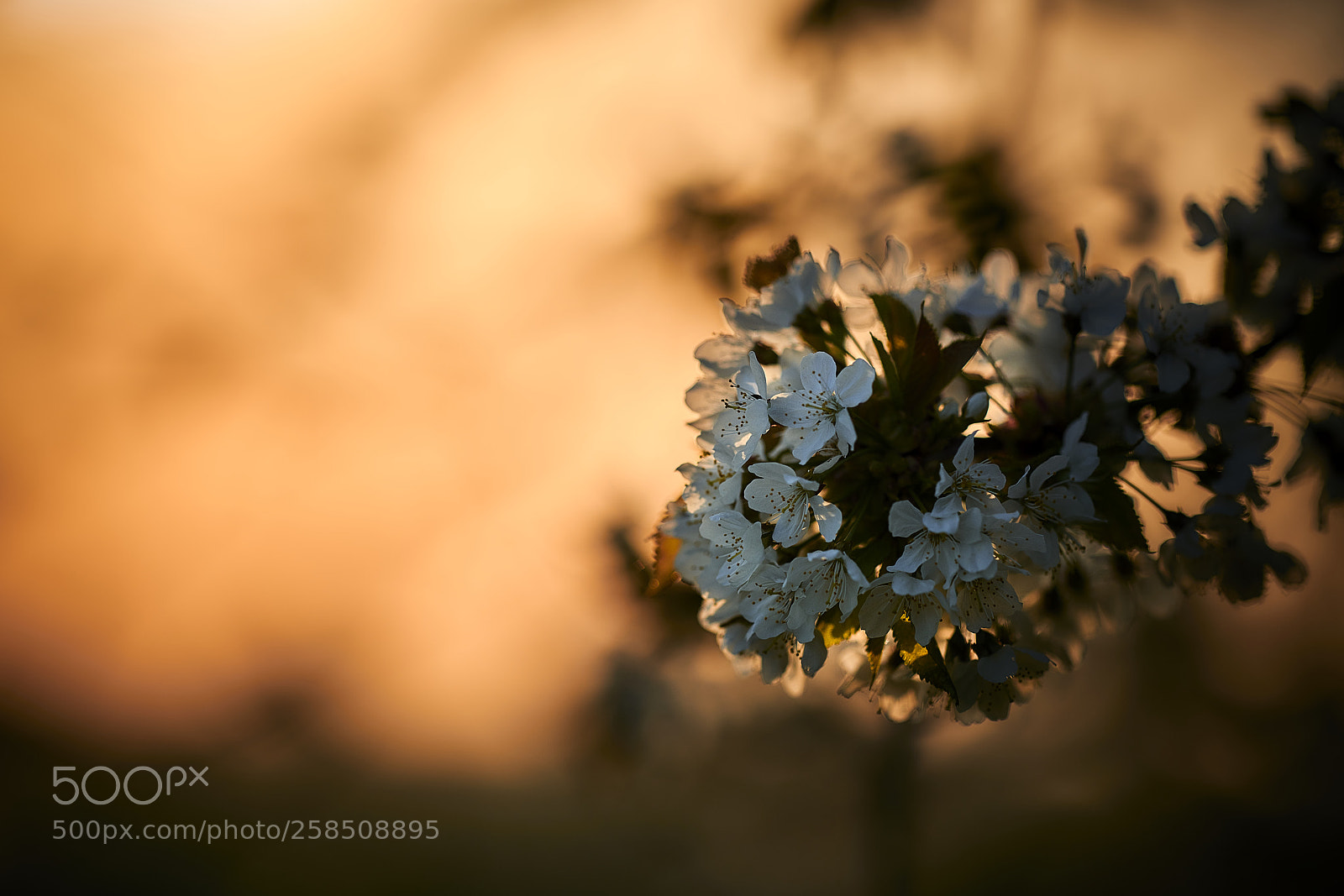 Nikon D850 sample photo. Sunset time photography