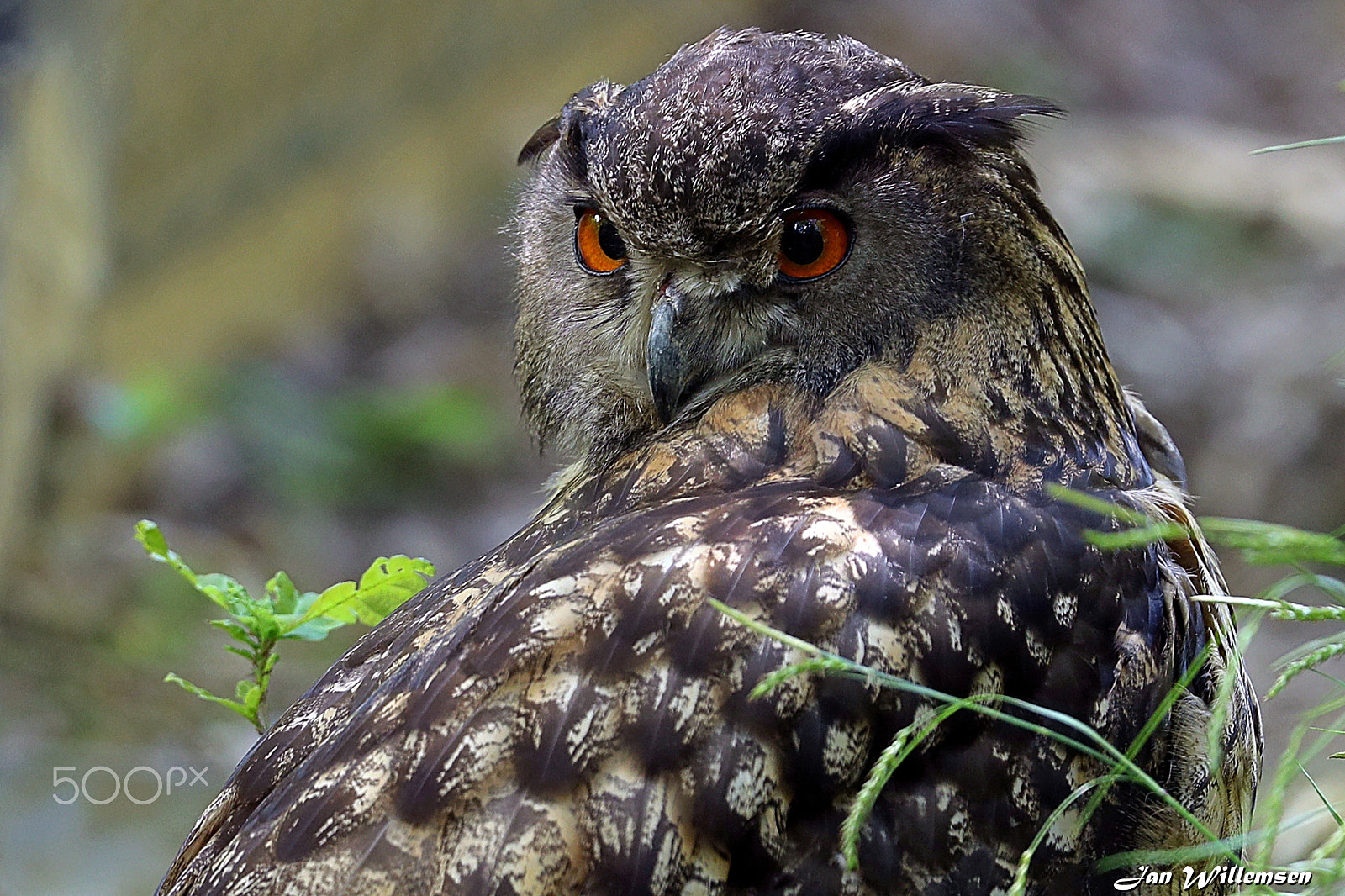 Canon EF 300mm F2.8L IS II USM sample photo. Eurasian eagle-owl photography