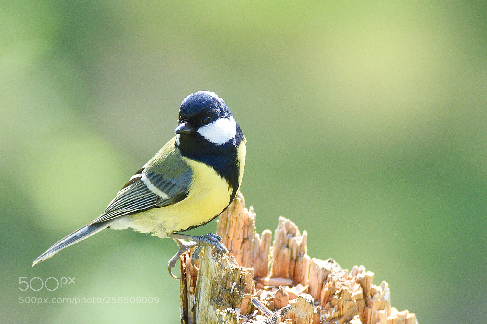 Nikon D750 sample photo. Great tit photography
