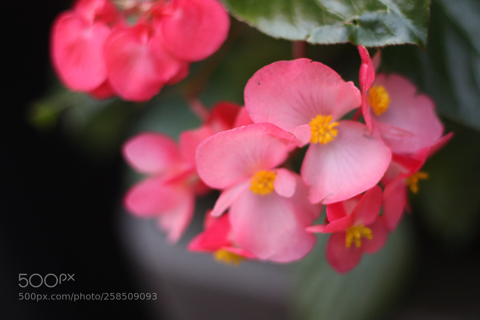 Canon EOS 450D (EOS Rebel XSi / EOS Kiss X2) sample photo. Flower photography