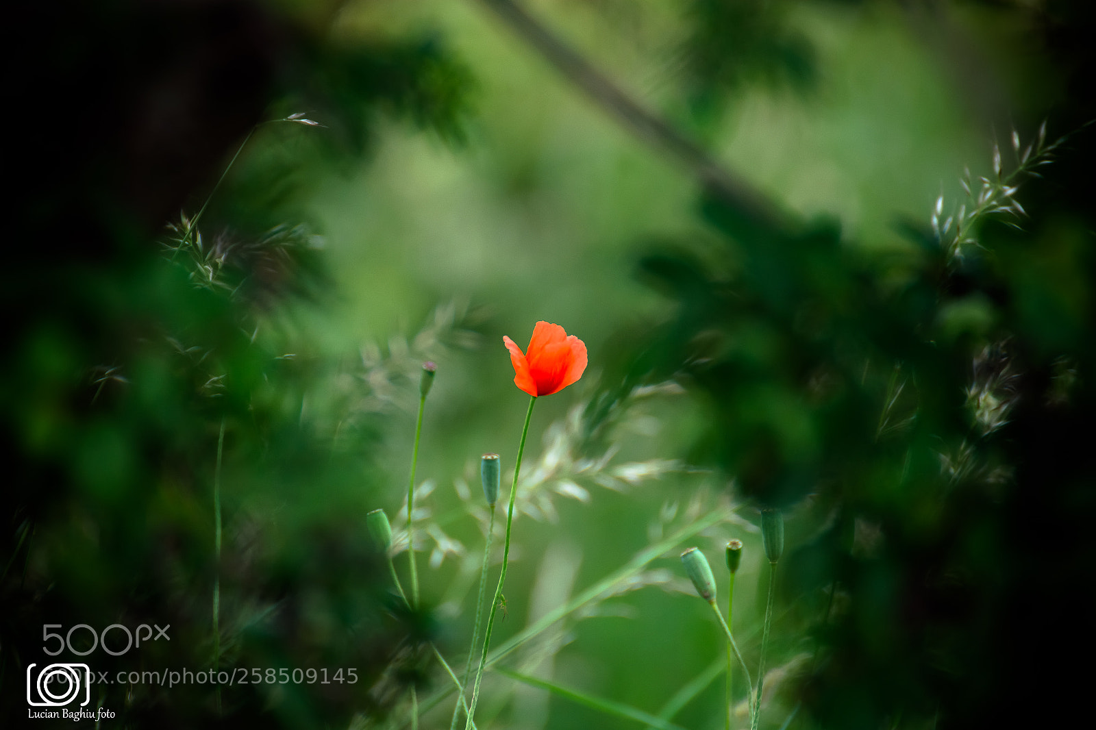 Nikon D7200 sample photo. The last poppy photography