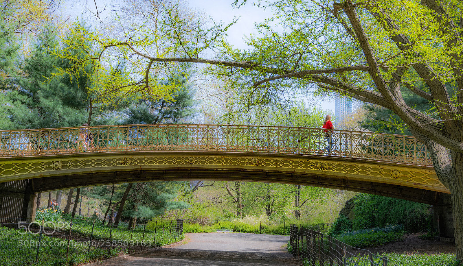Nikon D850 sample photo. Central park nyc  photography