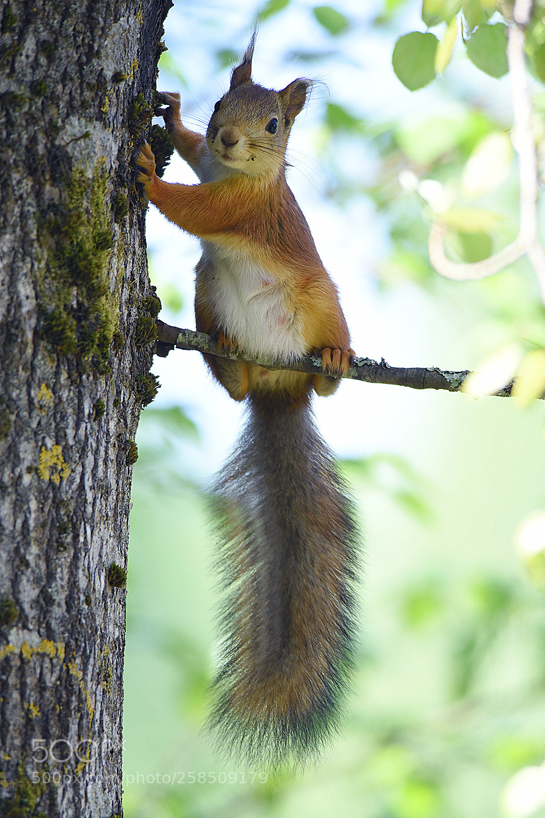 Nikon D750 sample photo. Red squirrel photography