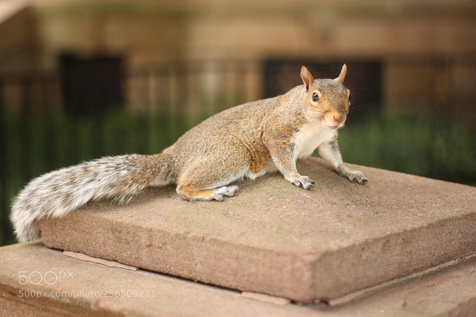 Canon EOS 450D (EOS Rebel XSi / EOS Kiss X2) sample photo. Boston squirrel photography