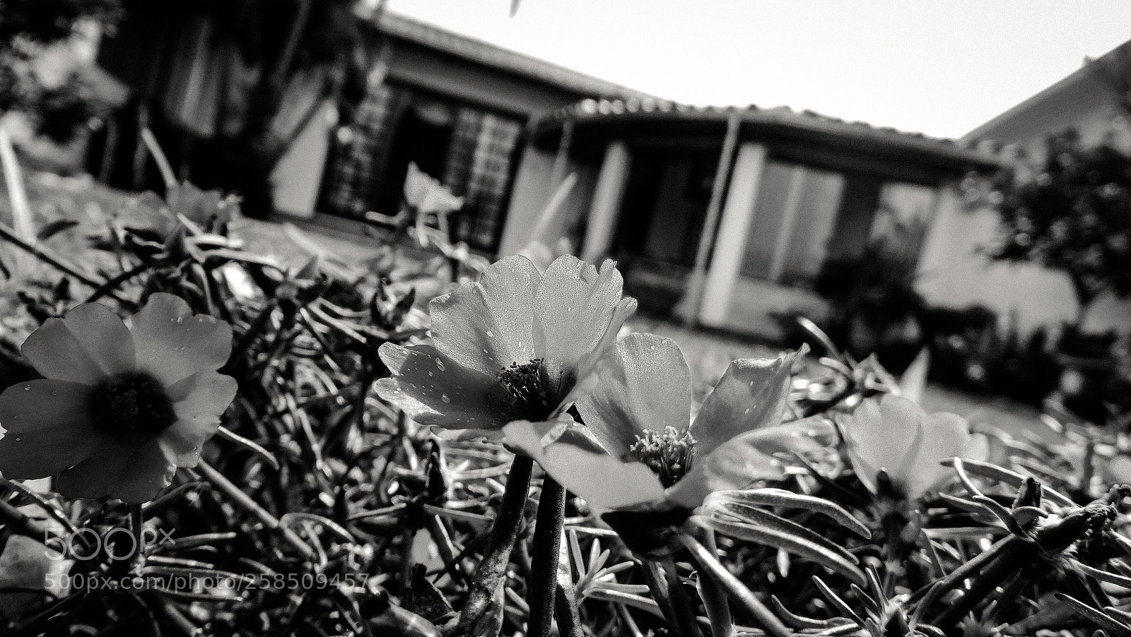 Sony Cyber-shot DSC-HX300 sample photo. Grey photography