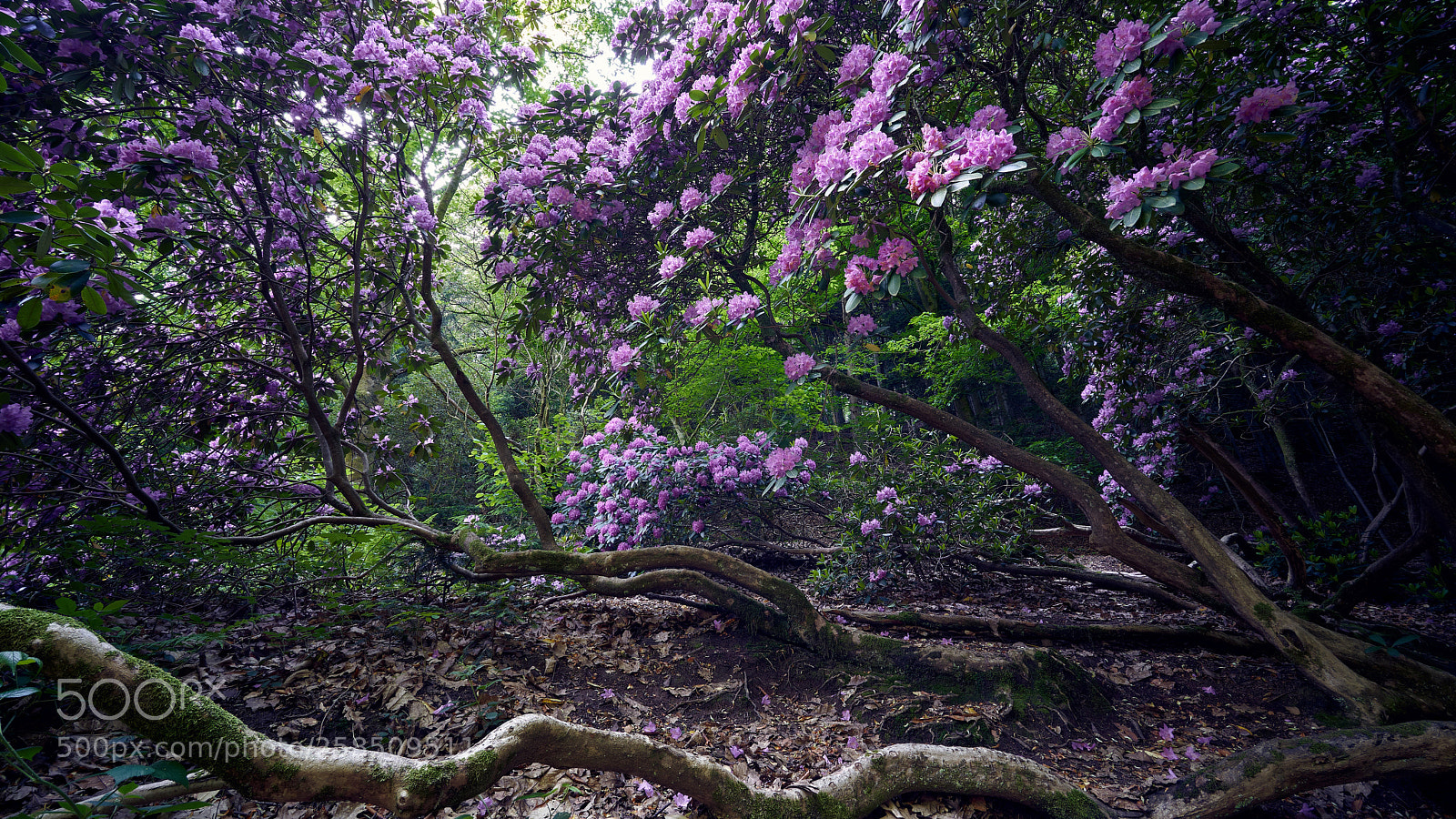 Sony a7 III sample photo. Rhododendron photography