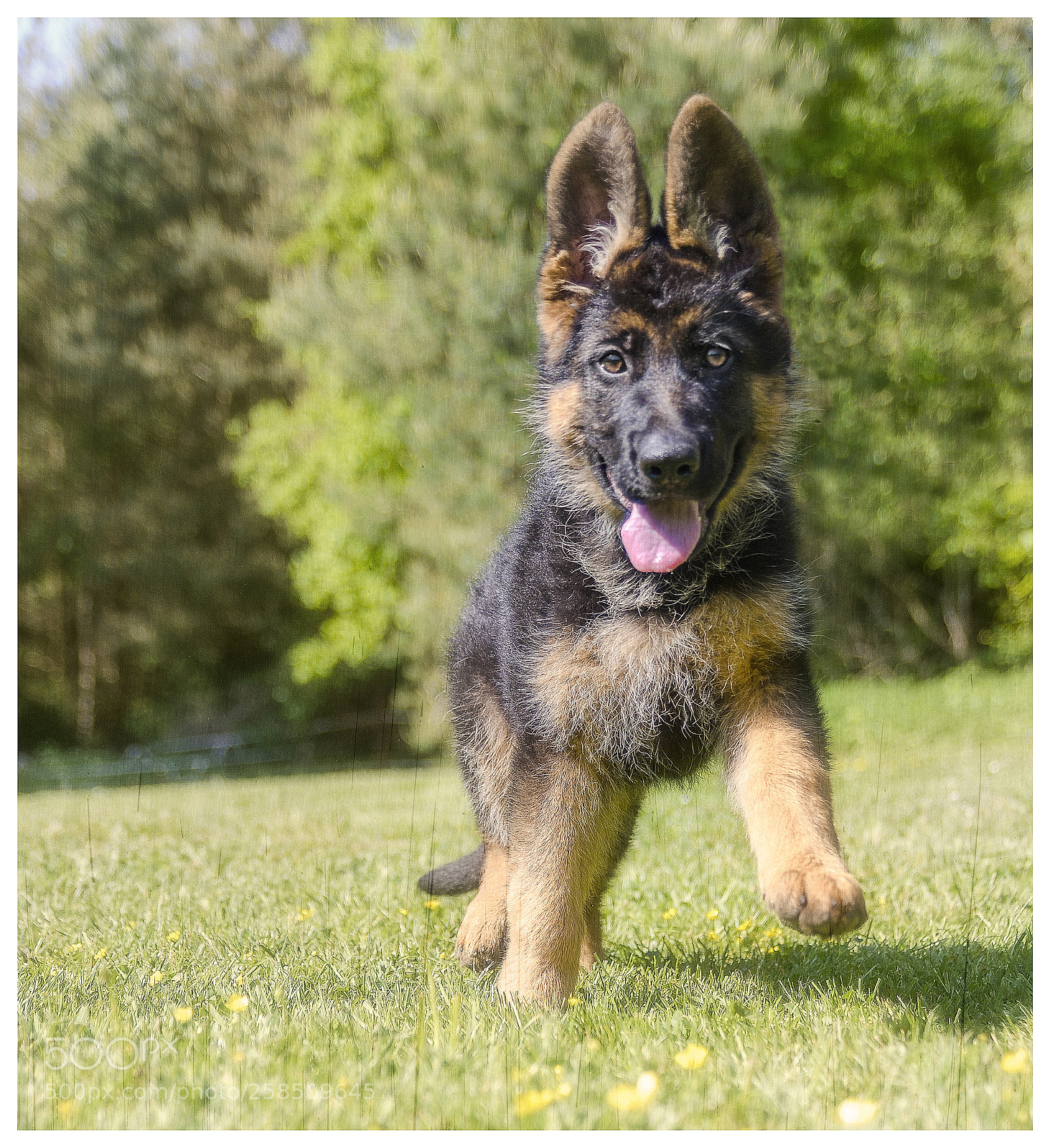 Nikon D7000 sample photo. Puppy photography