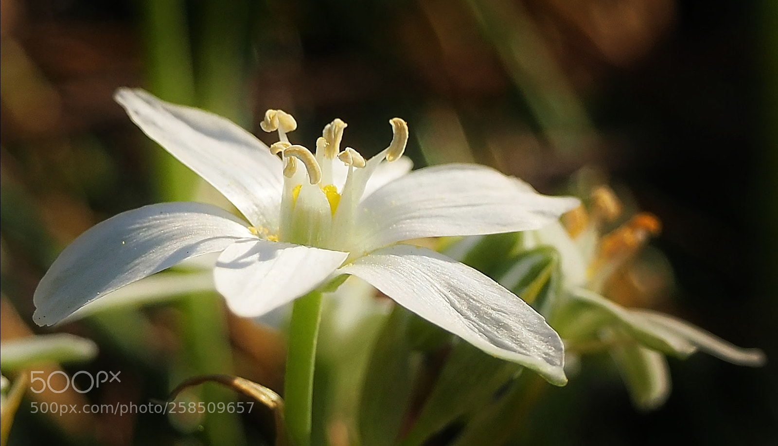 Olympus OM-D E-M10 III sample photo. Crown photography