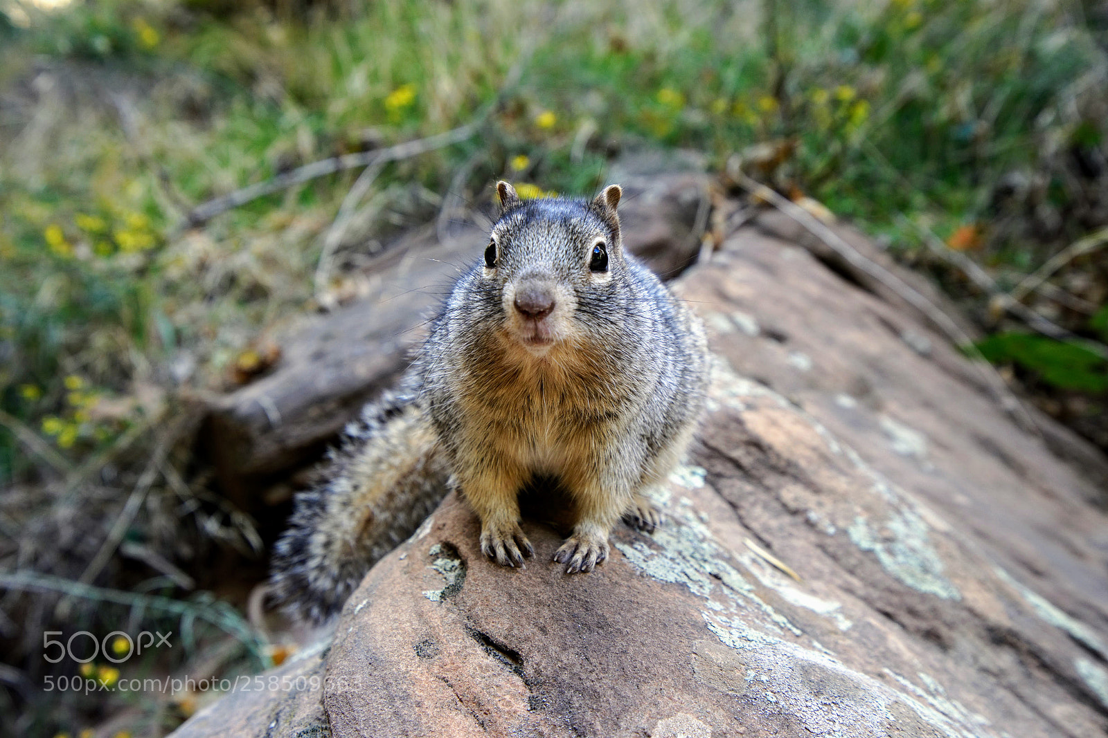 Sony a7 II sample photo. Untitled photography
