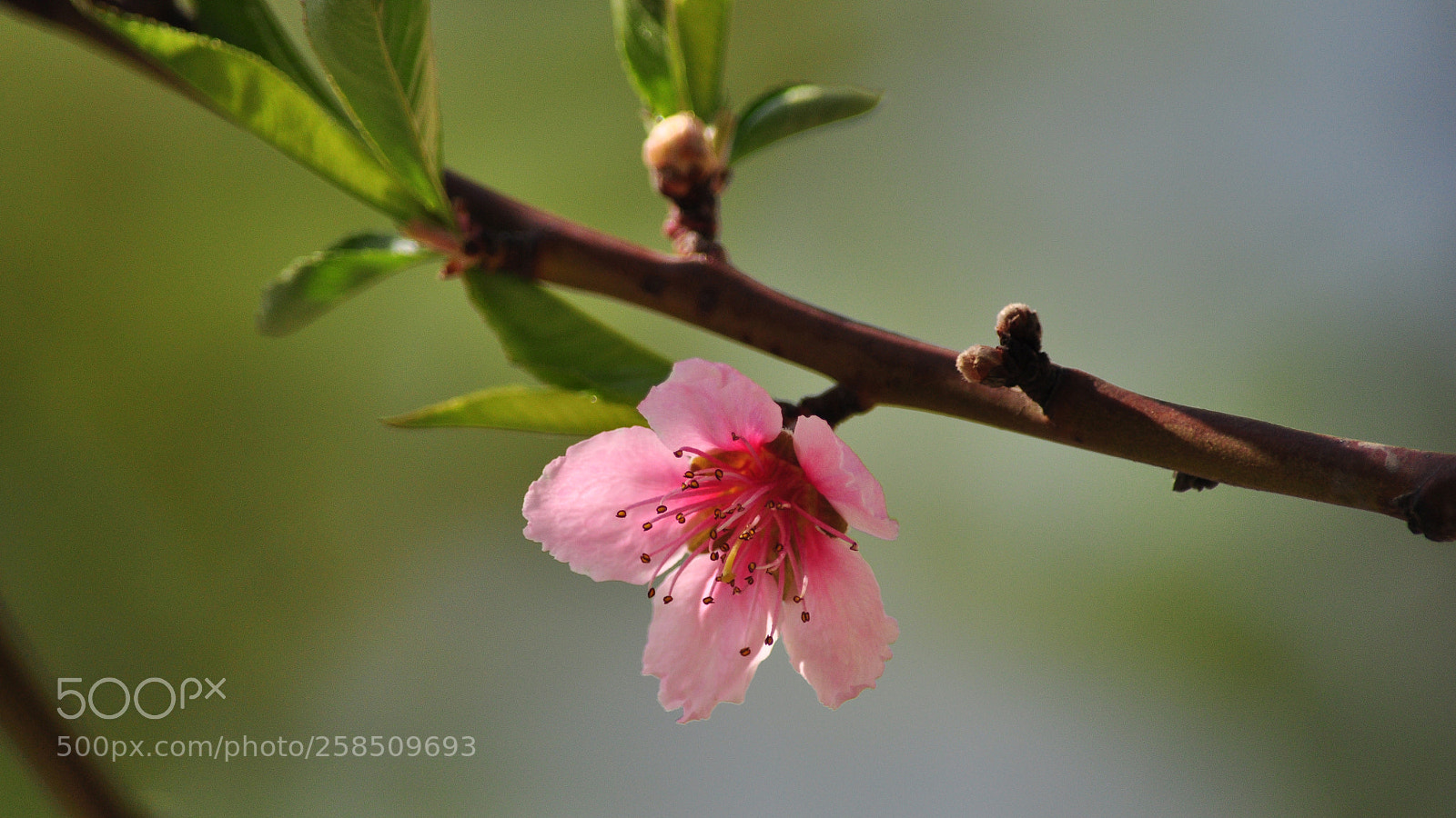 Nikon D90 sample photo. Untitled photography