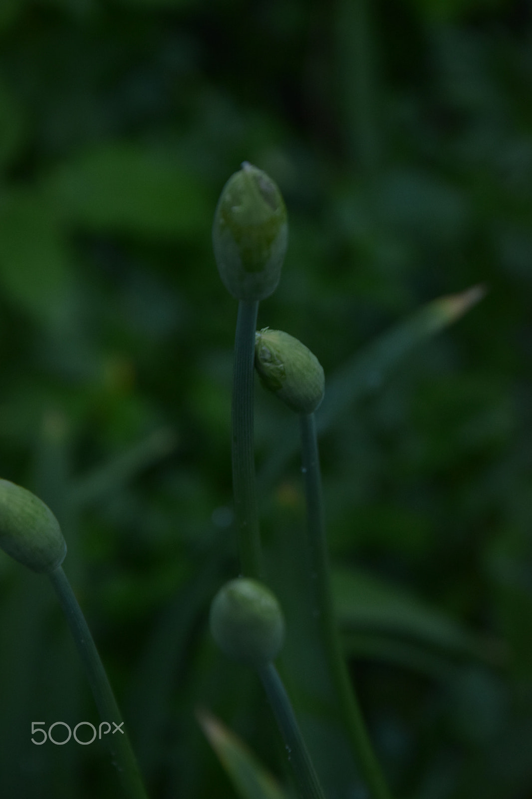 Nikon D3300 sample photo. Heads photography