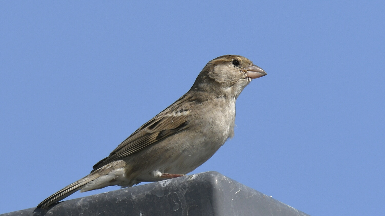Nikon AF-S Nikkor 200-500mm F5.6E ED VR sample photo. House sparrow photography