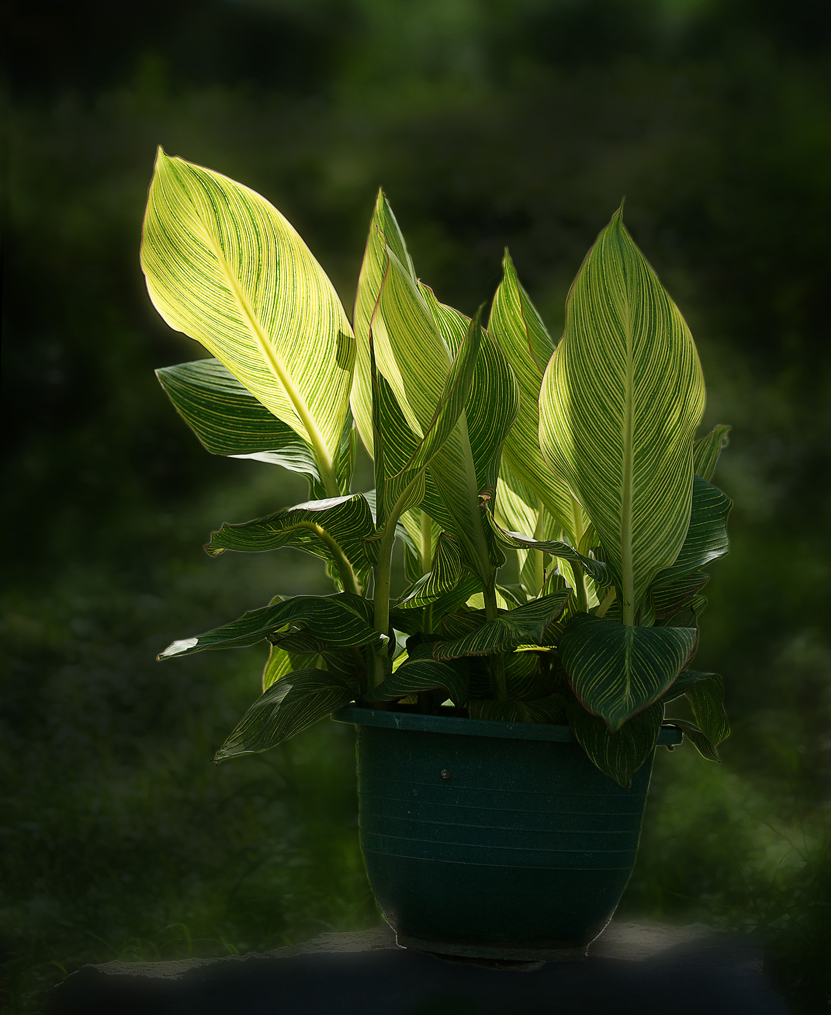 Sony Alpha DSLR-A900 sample photo. 逆光的盆花 photography