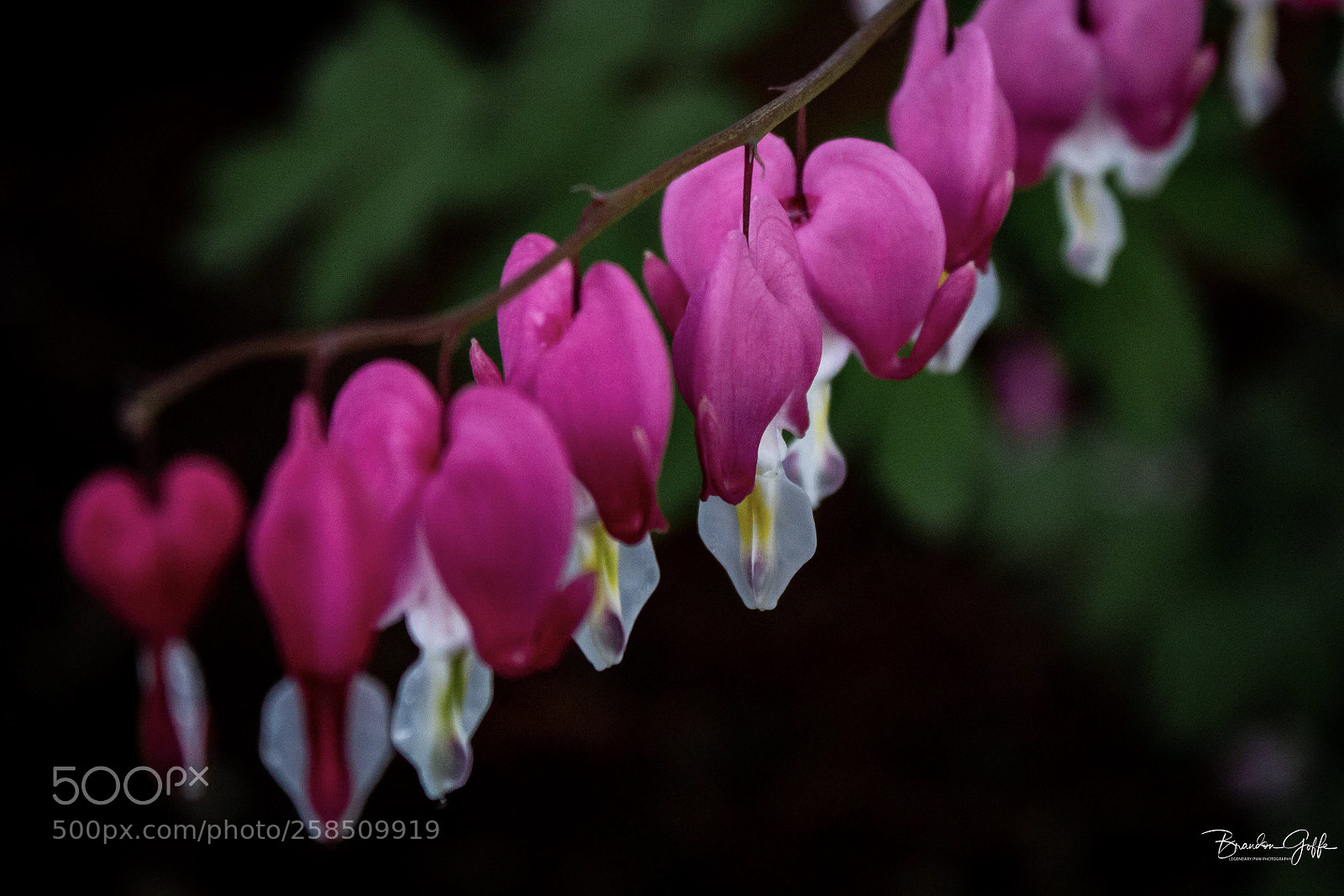 Canon EOS 1200D (EOS Rebel T5 / EOS Kiss X70 / EOS Hi) sample photo. String of hearts photography