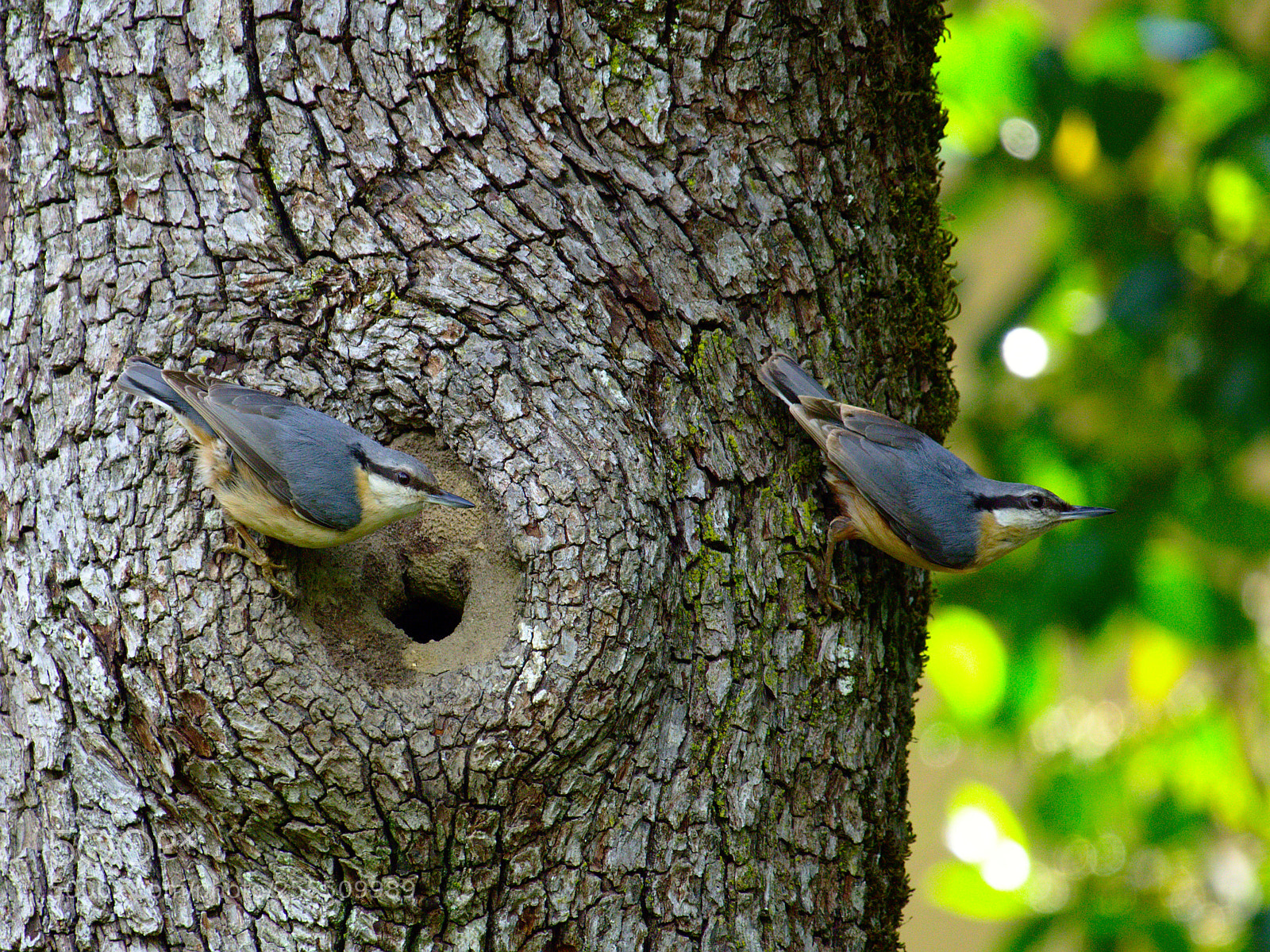 Olympus OM-D E-M10 sample photo. A plastered nest photography