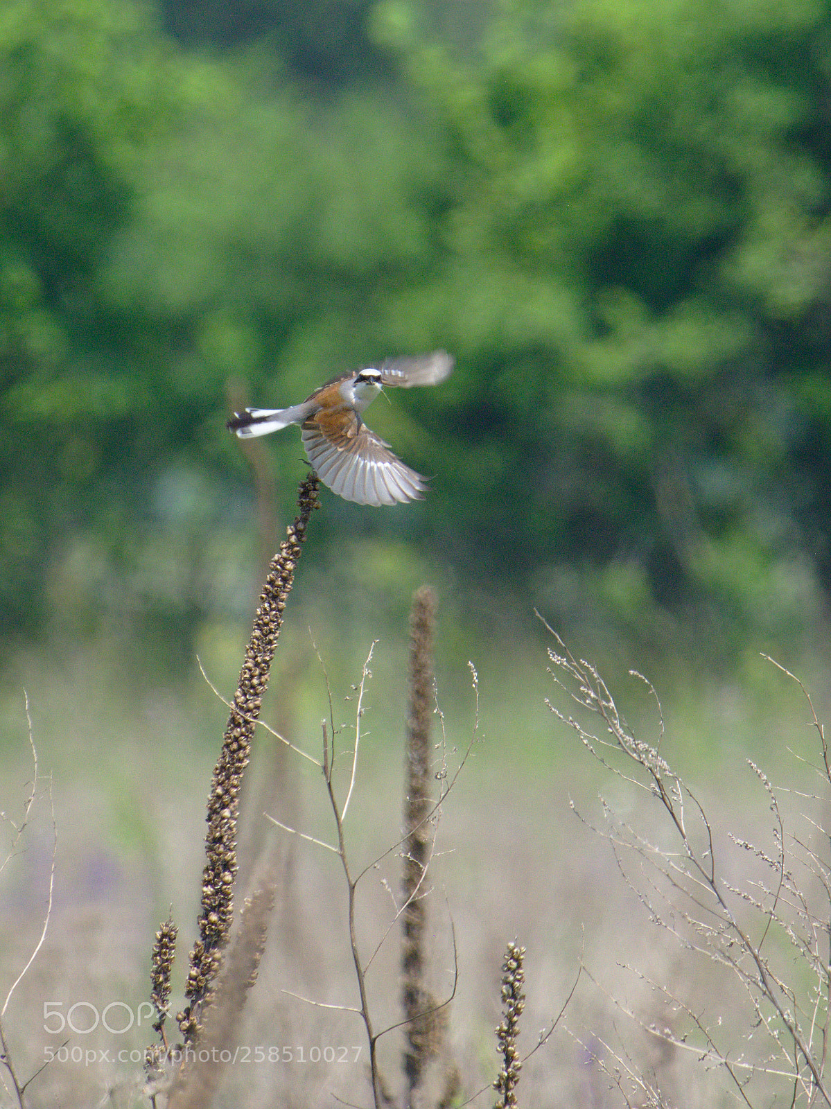 Olympus OM-D E-M10 sample photo. Time to go photography