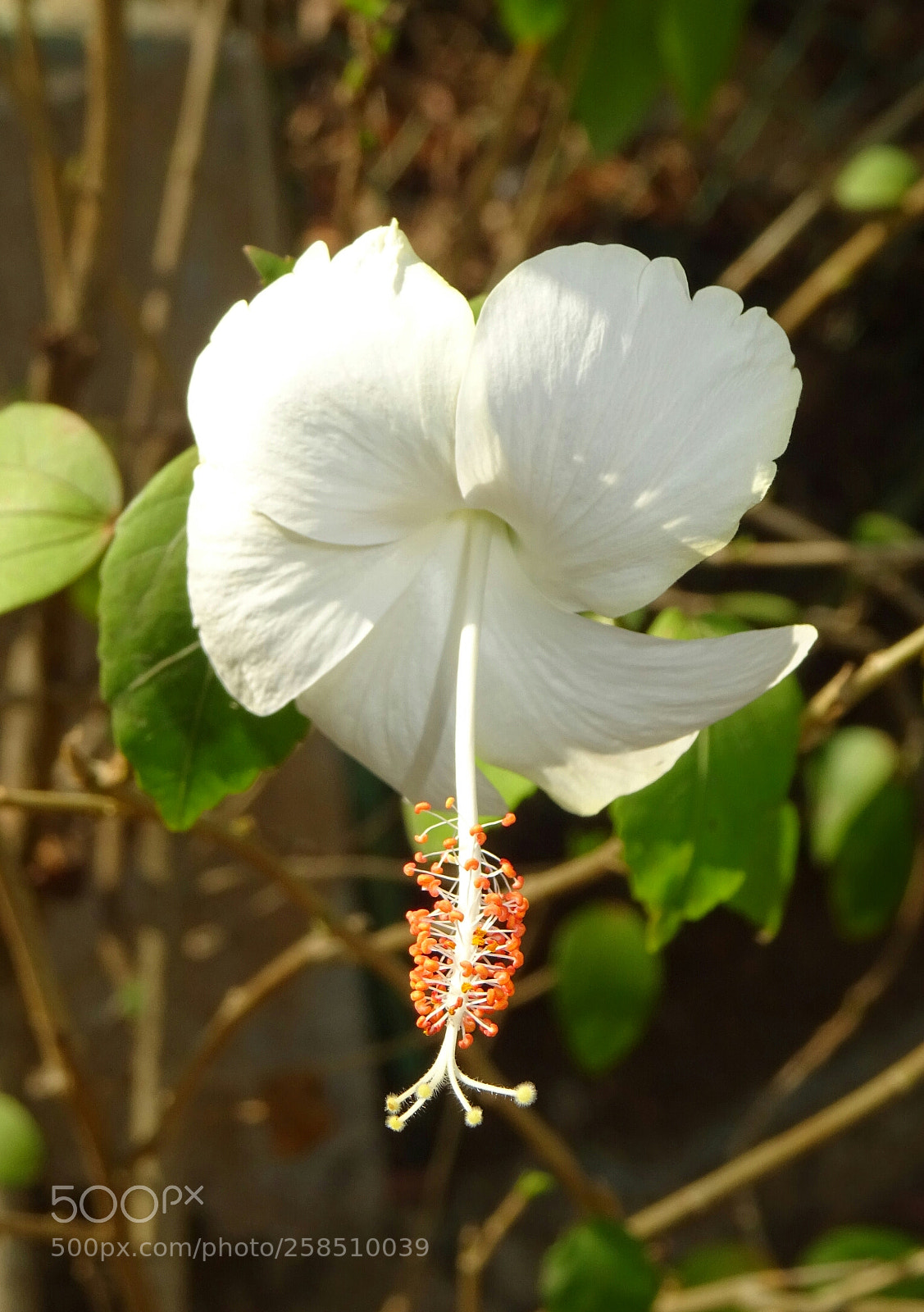 Sony DSC-HX60V sample photo. White hibiscus flower photography