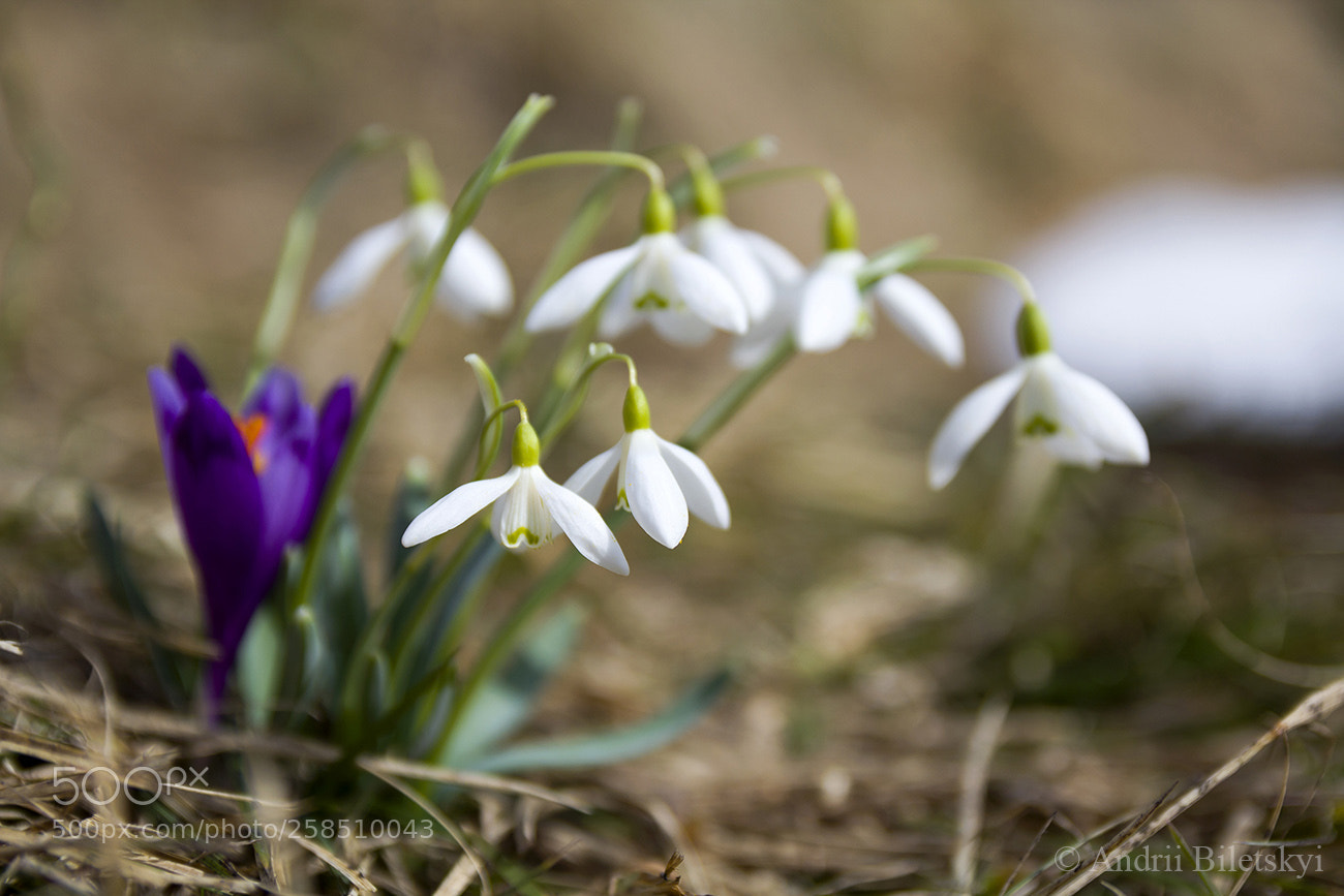 Canon EOS 60D sample photo. Untitled photography