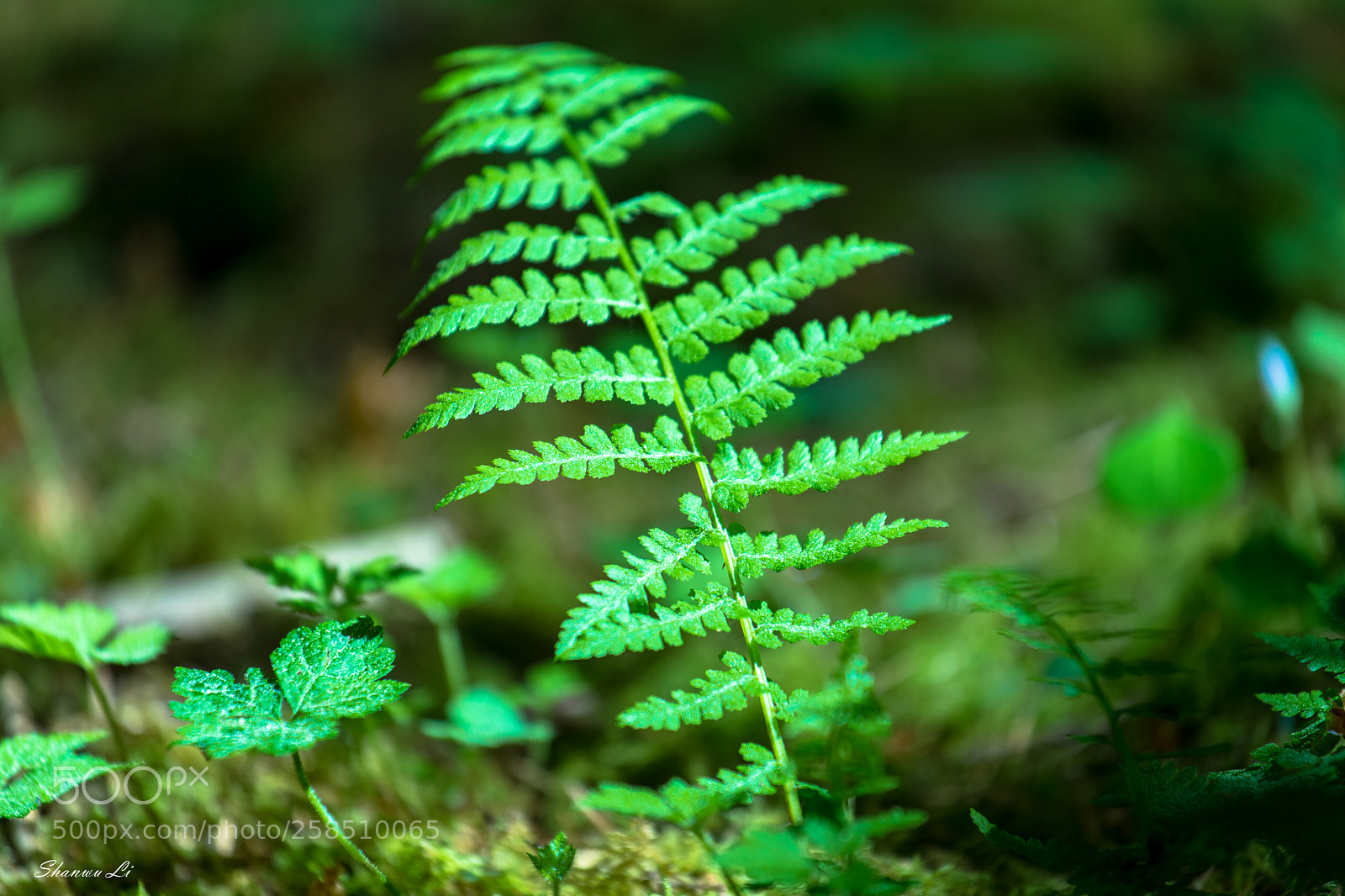 Sony a7 II sample photo. . photography