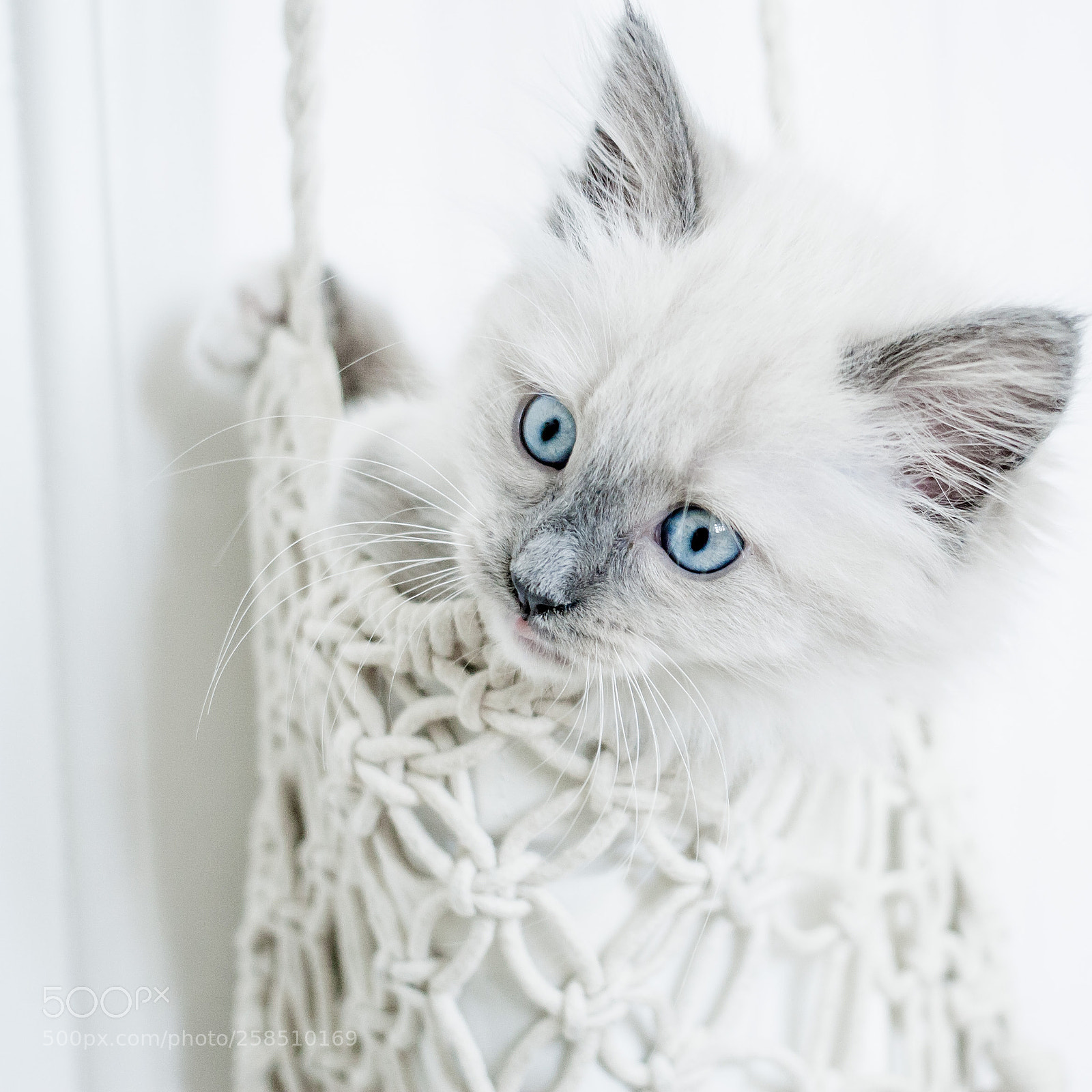 Canon EOS 30D sample photo. Erna the cat 3 photography