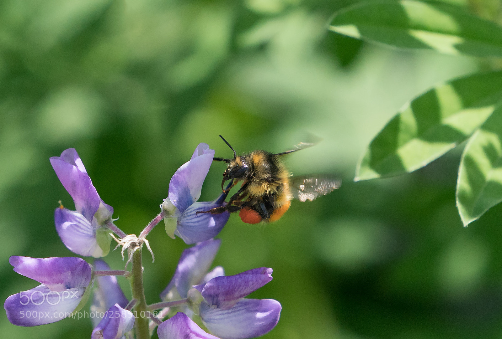 Sony a9 sample photo. Inter-flight photography