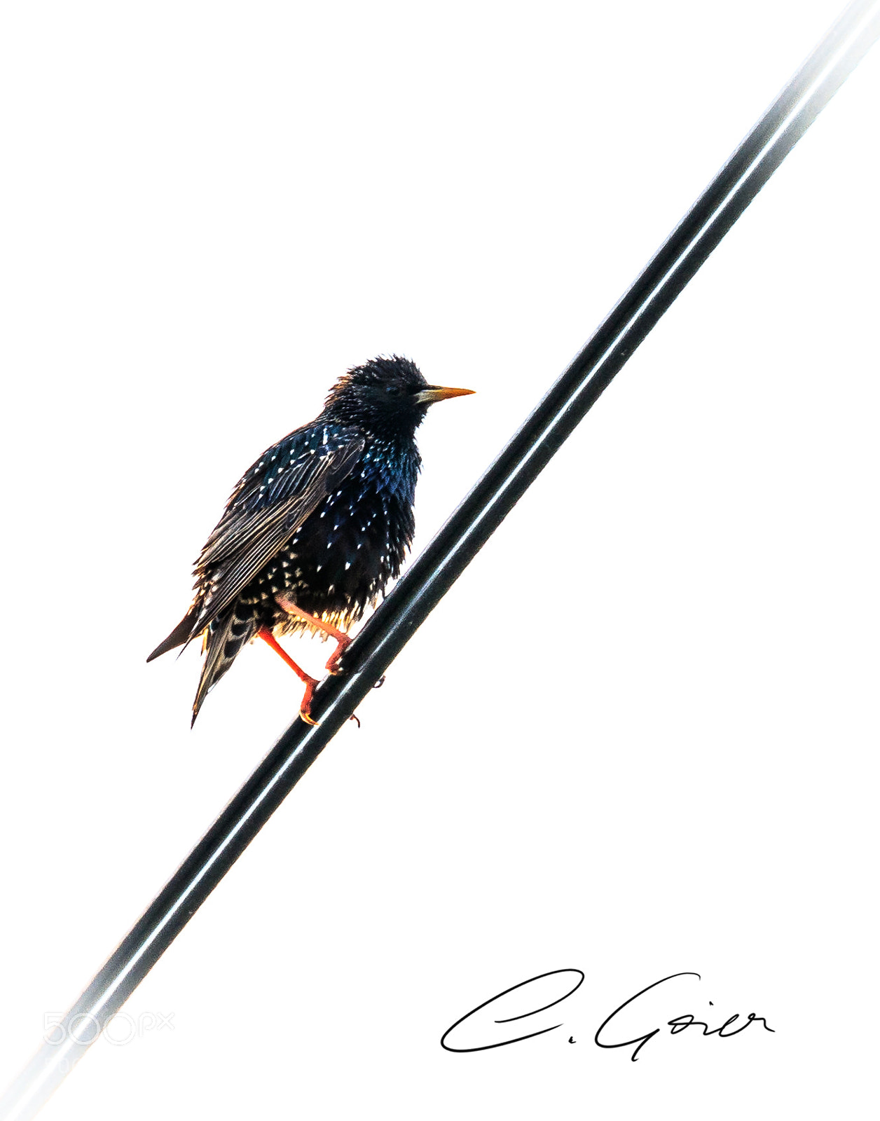 Canon EOS 77D (EOS 9000D / EOS 770D) sample photo. Bird on cable photography