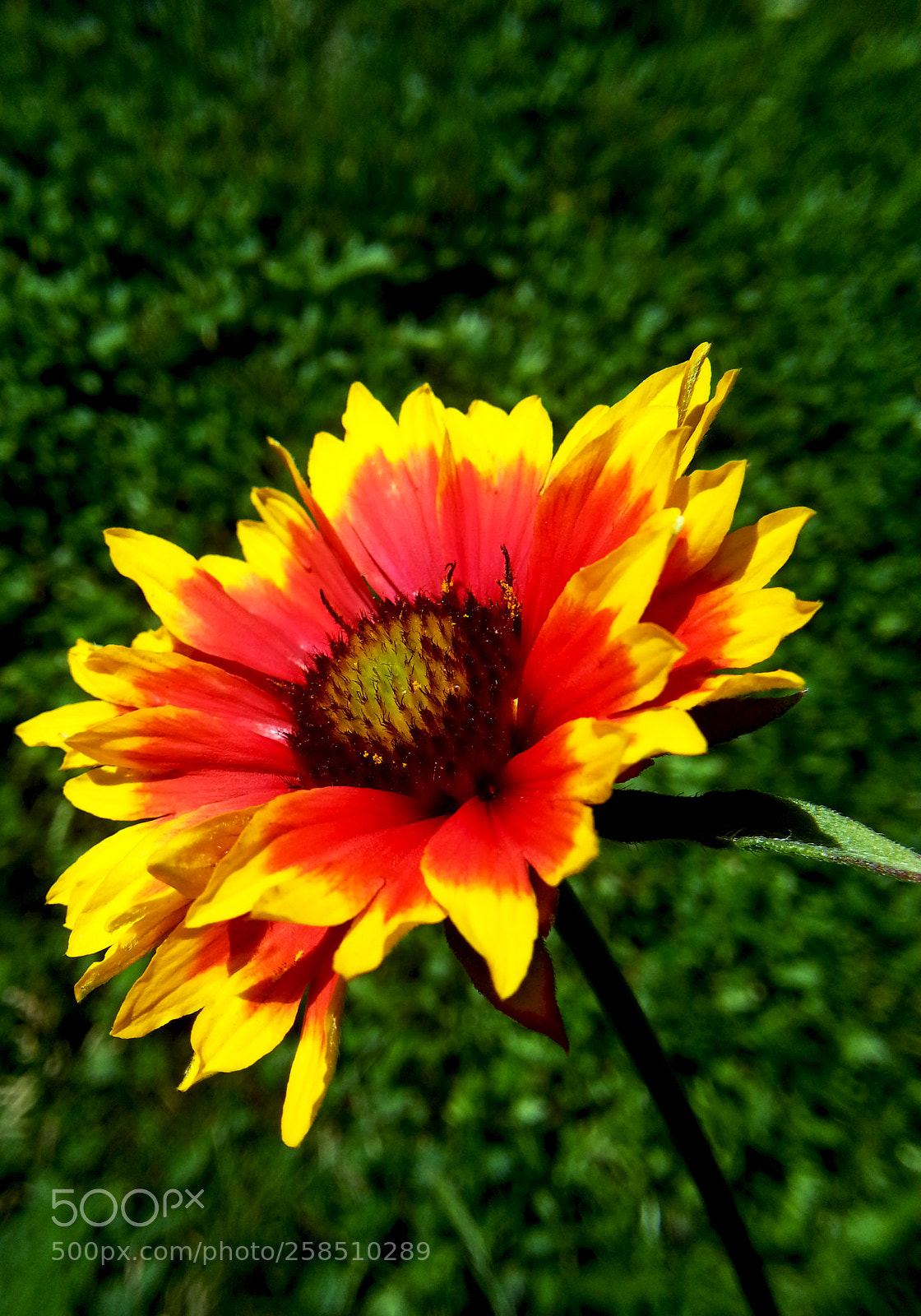 Samsung Galaxy Note2 sample photo. Flower photography