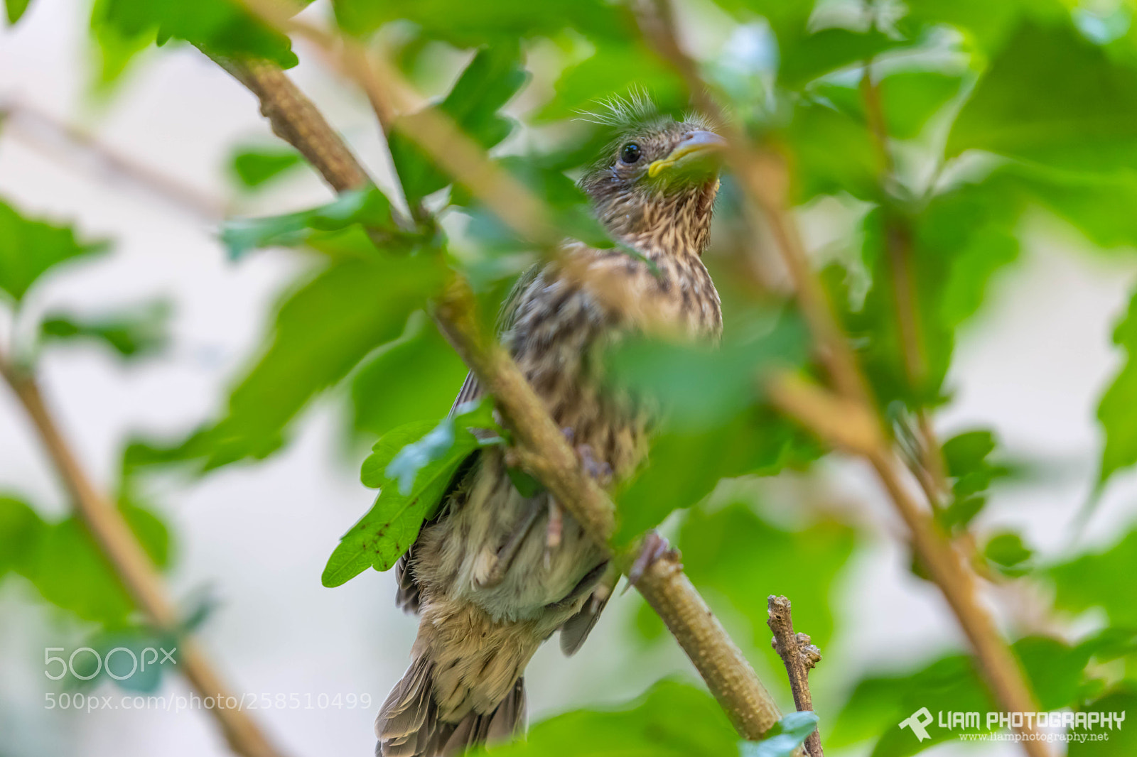Canon EOS 6D Mark II sample photo. Baby bird photography