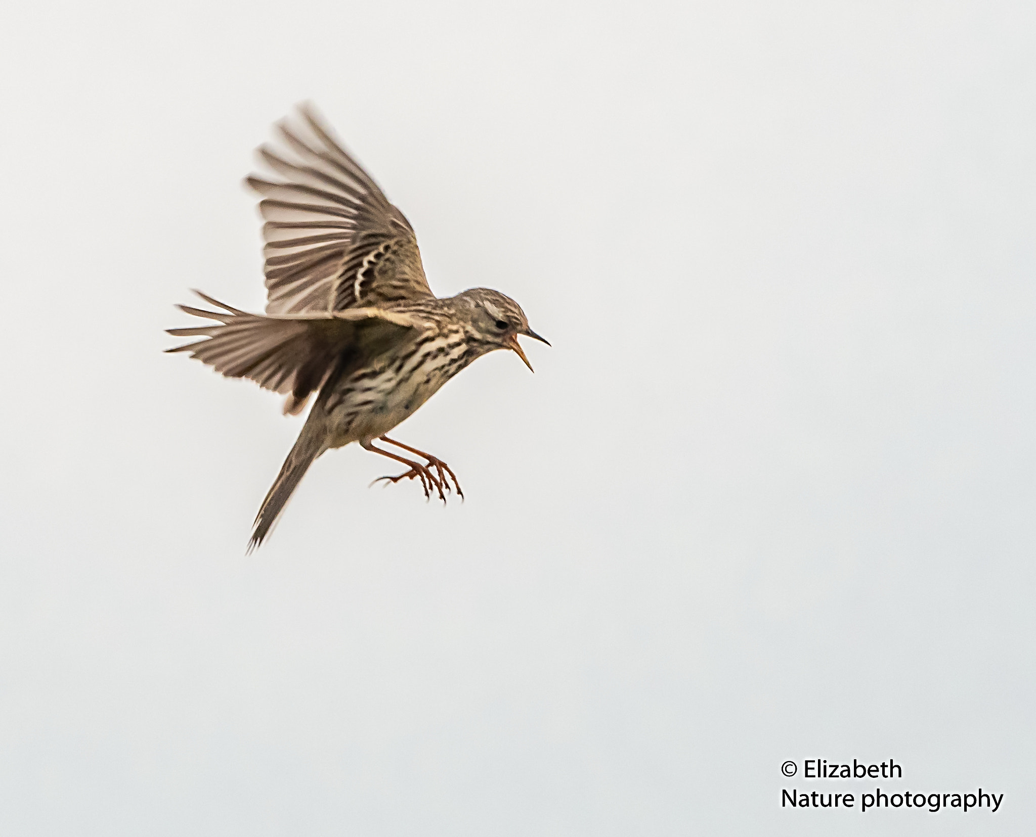 Nikon AF-S Nikkor 200-500mm F5.6E ED VR sample photo. Courtship song in flight photography