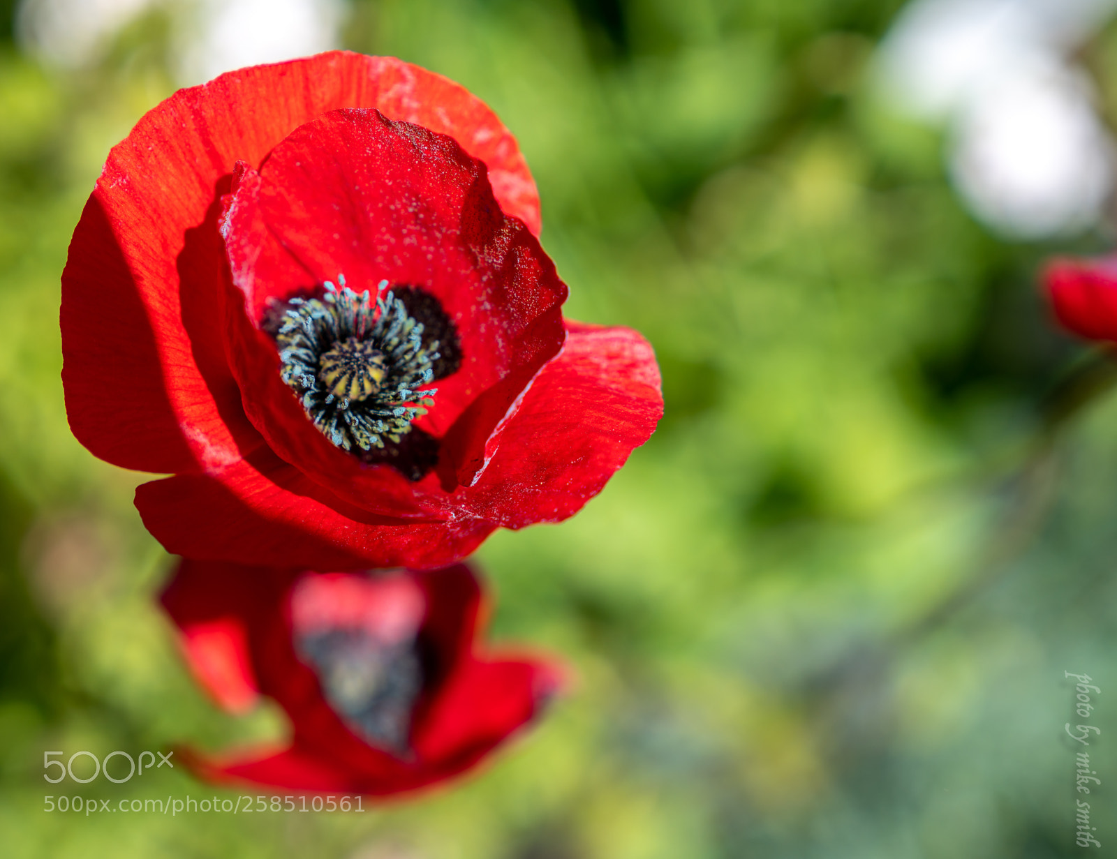 Sony a7R II sample photo. Annual 2 photography