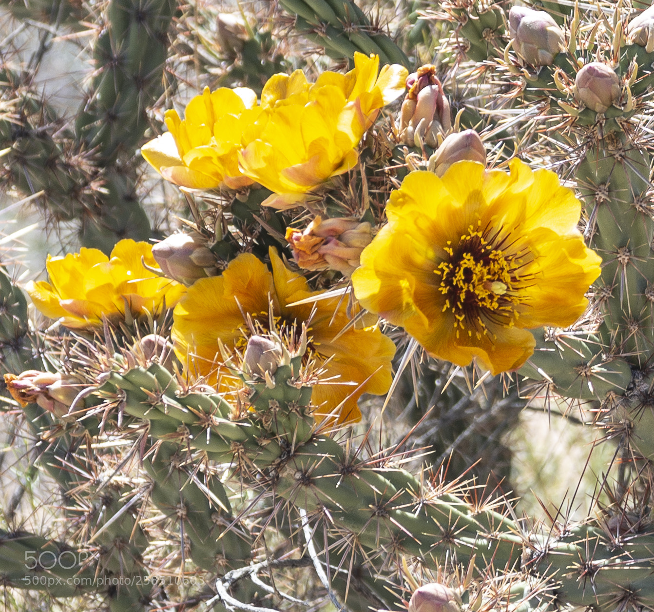 Nikon D800 sample photo. Cholla cactus in bloom photography
