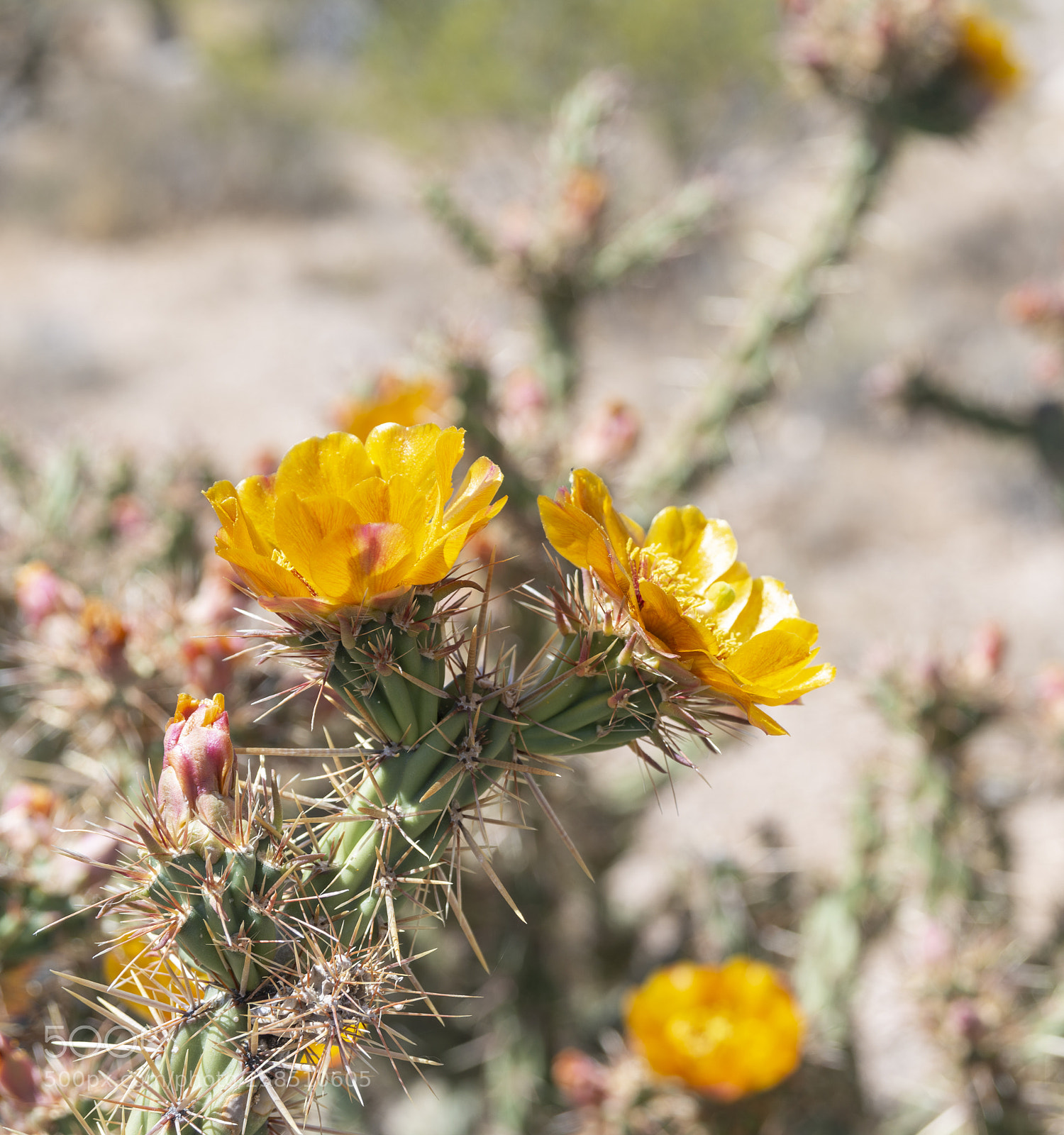 Nikon D800 sample photo. Cholla cactus in bloom photography
