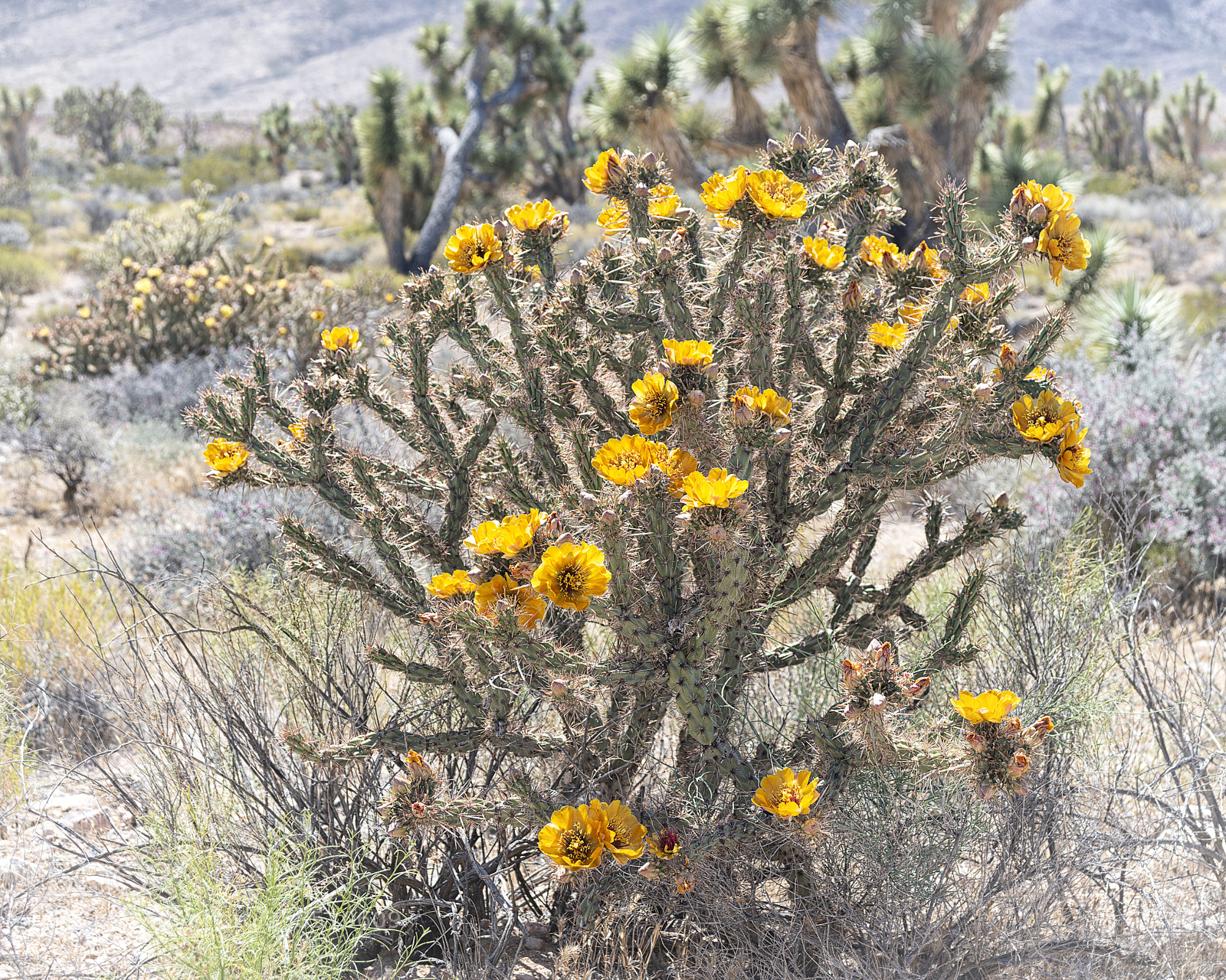 Nikon D800 sample photo. Cholla cactus in bloom photography
