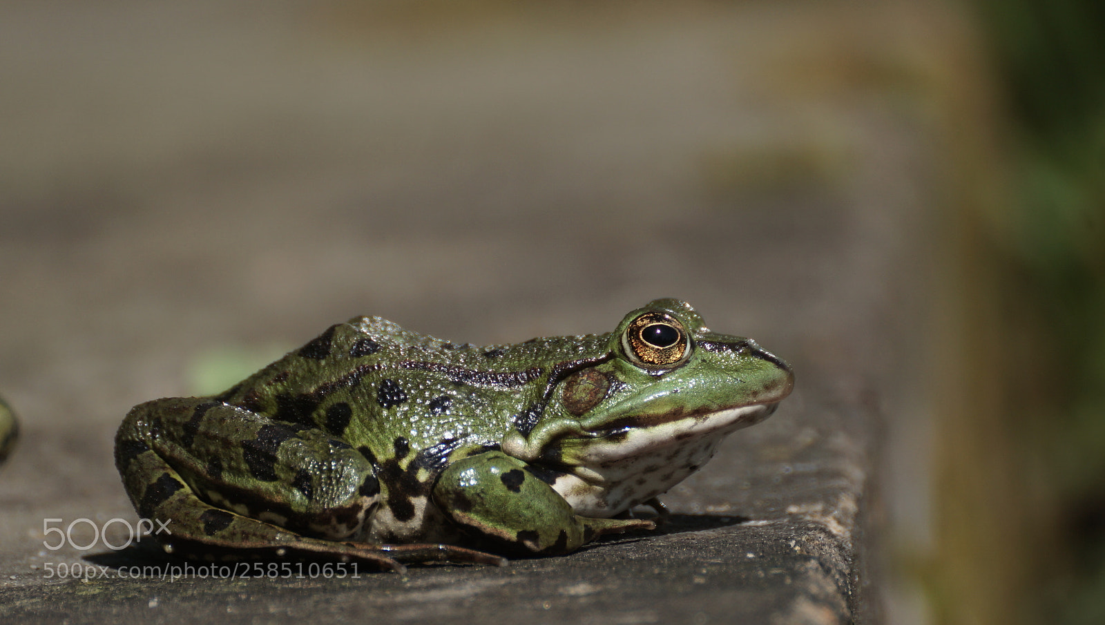 Sony ILCA-77M2 sample photo. Teichfrosch photography