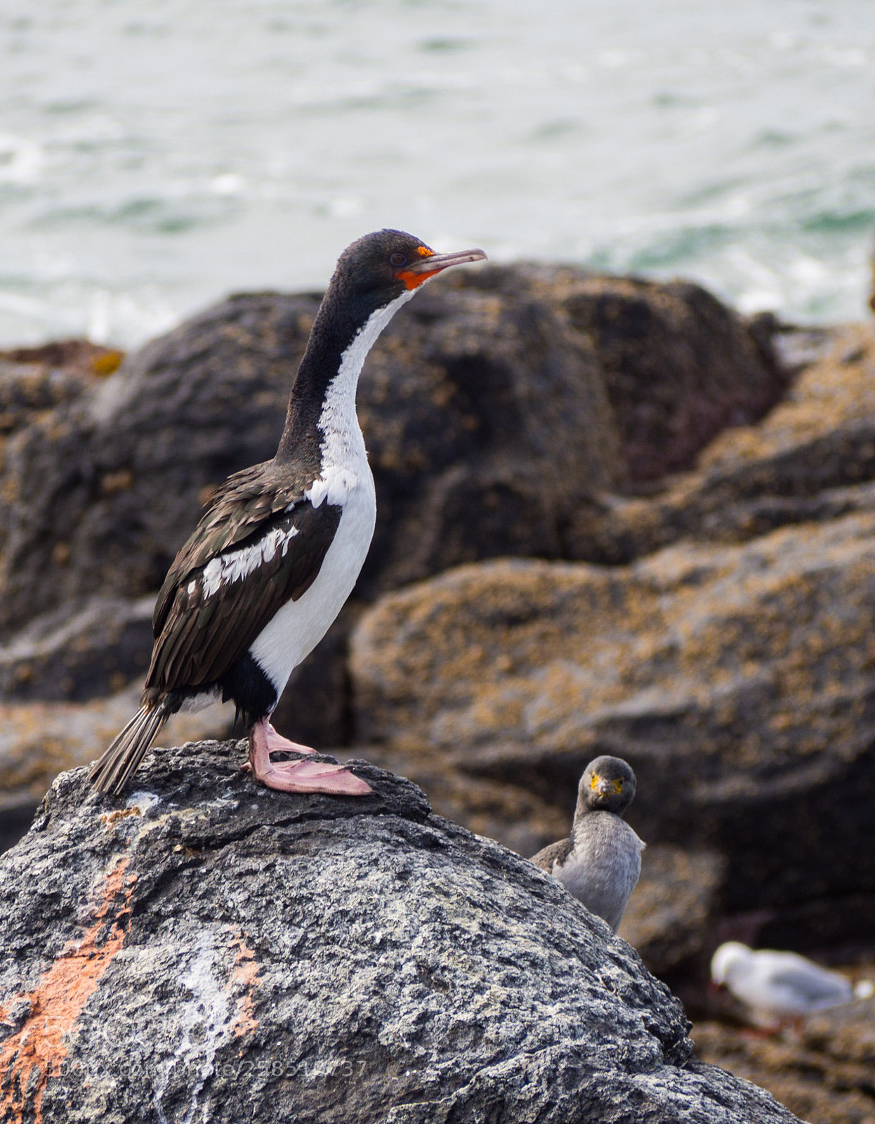 Olympus OM-D E-M10 sample photo. Chatham islands shag photography
