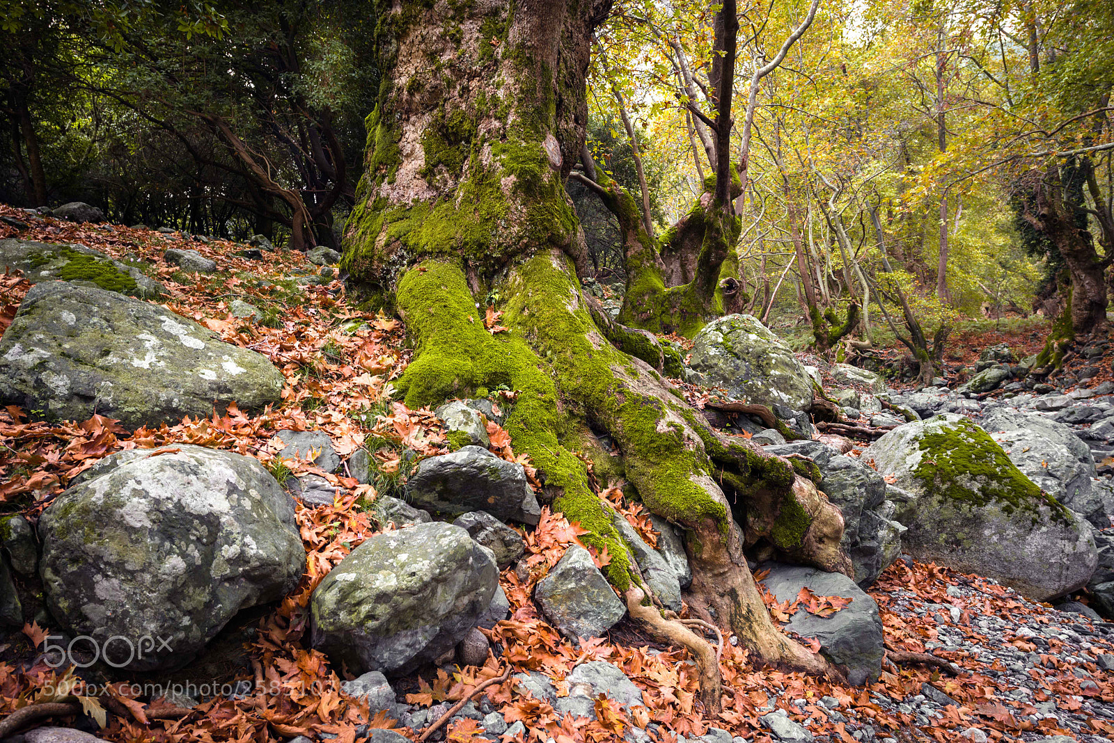 Nikon D600 sample photo. *** photography