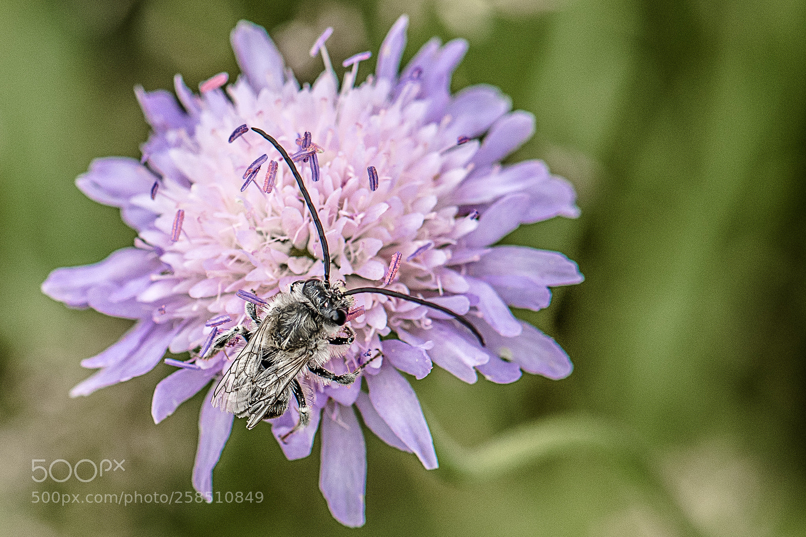 Nikon D750 sample photo. Insect photography