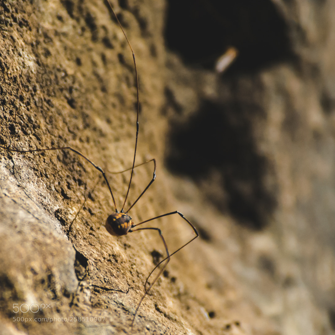 Nikon D3000 sample photo. Little friend photography