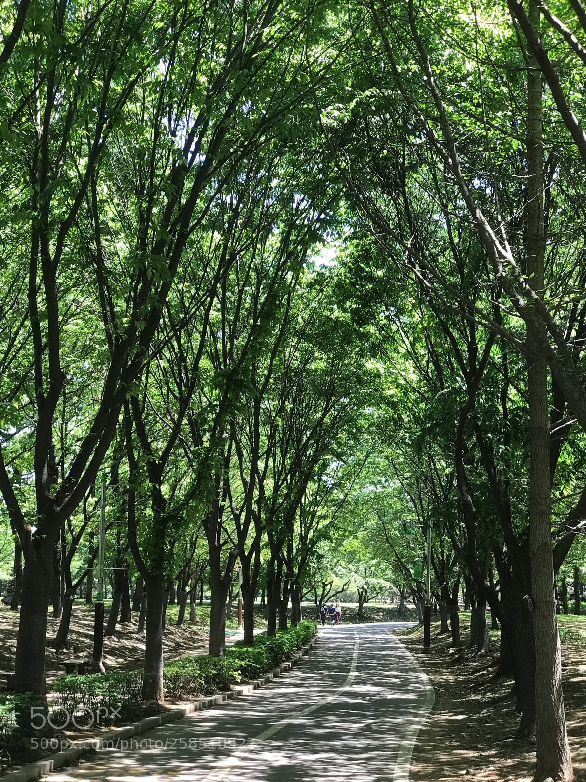 Apple iPhone 7 Plus sample photo. Ilsan lake park in photography